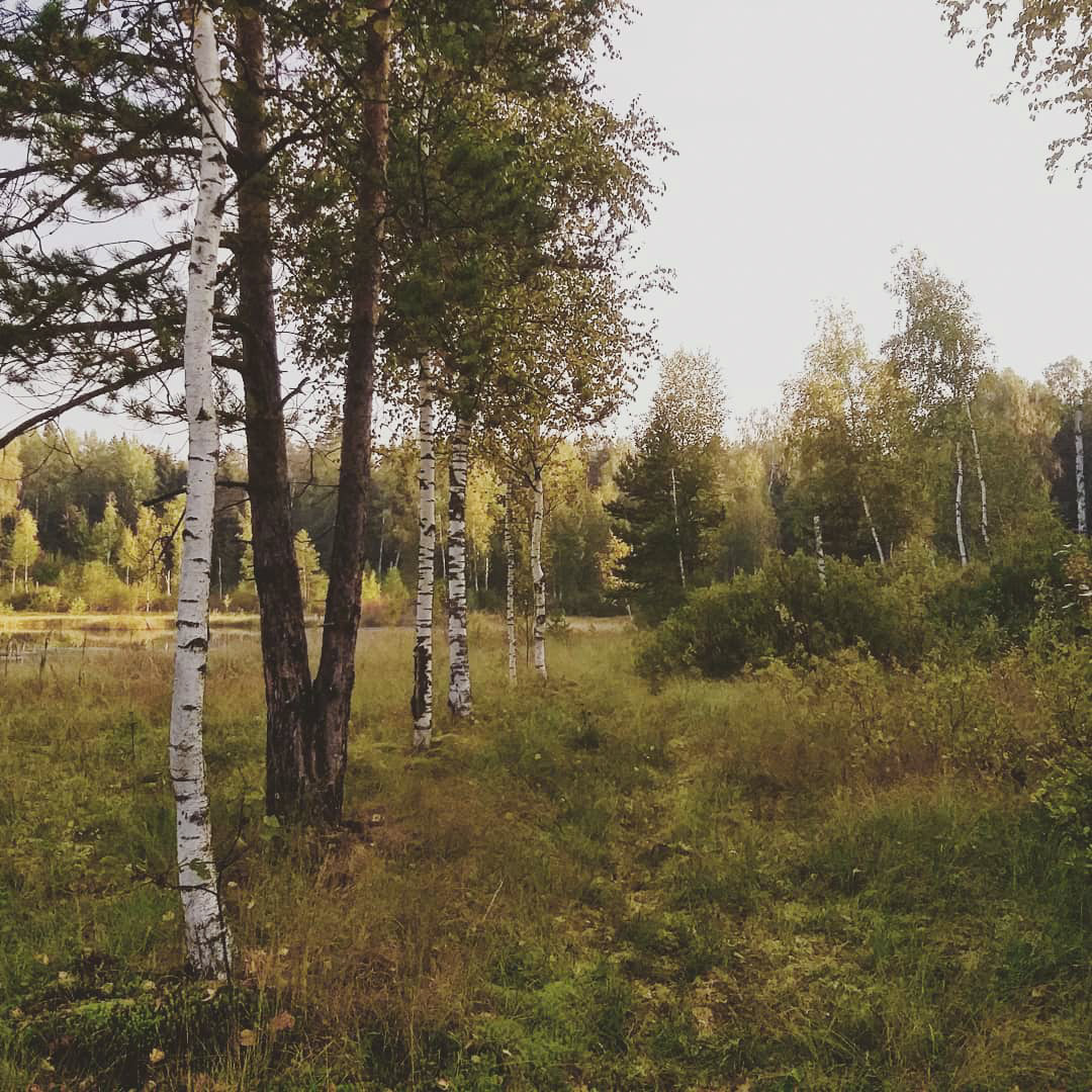 Forest paths - My, Hiking, Forest, Weekend travel, Travel across Russia, Lake, Leisure, Camping, Longpost