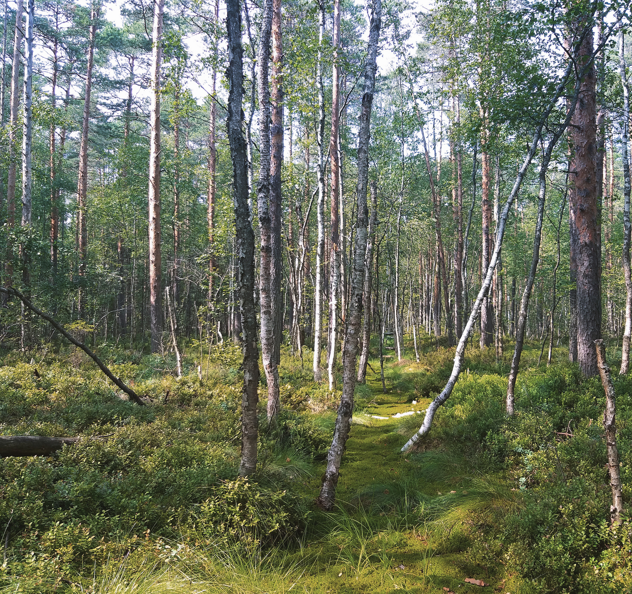 Forest paths - My, Hiking, Forest, Weekend travel, Travel across Russia, Lake, Leisure, Camping, Longpost