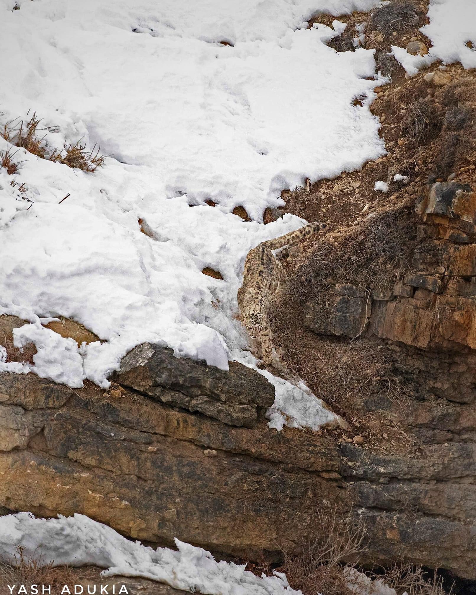 No wonder the snow leopard is called the “ghost of the Himalayas”! - Snow Leopard, Himalayas, Camouflage, Color, Disguise, Snow, The rocks, Imperceptibly