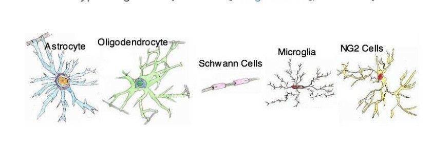 Neuroscience for Dummies: Scale of Complexity - My, Brain, Нейронные сети, Informative, Longpost