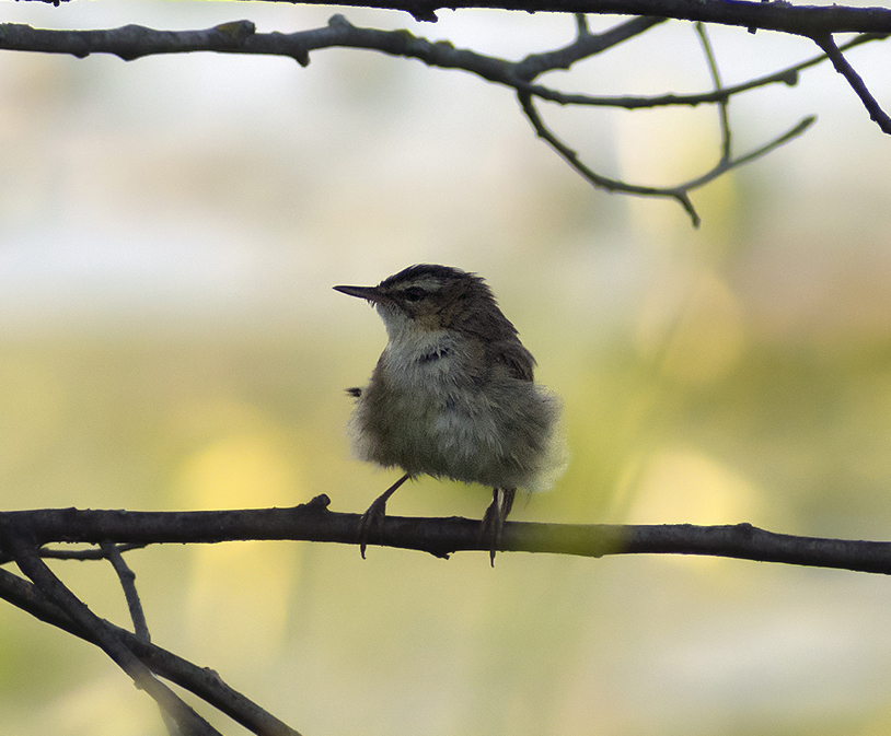 Badger Warbler - My, Klyazma, Nature, Ornithology, Schelkovo, Summer, Birds, Russia, Video, Longpost