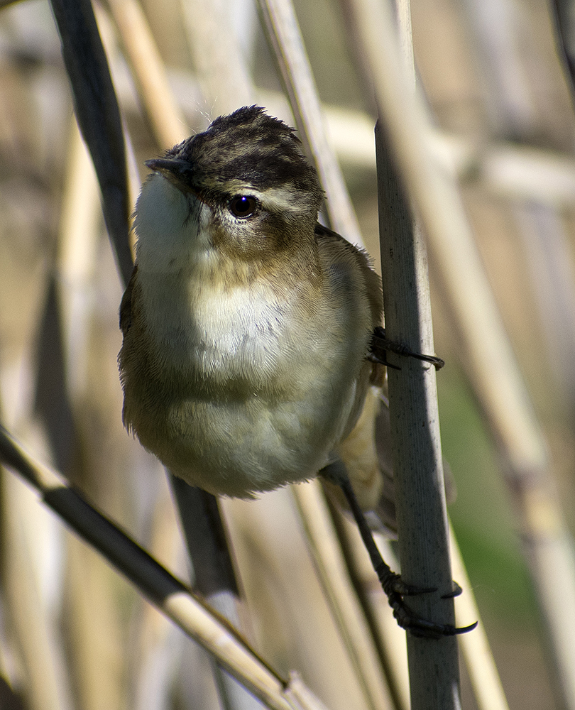 Badger Warbler - My, Klyazma, Nature, Ornithology, Schelkovo, Summer, Birds, Russia, Video, Longpost