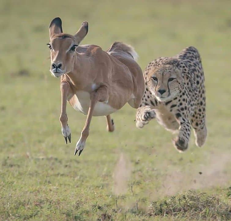 Deadly race... - Wild animals, Antelope, Cheetah, Hunting