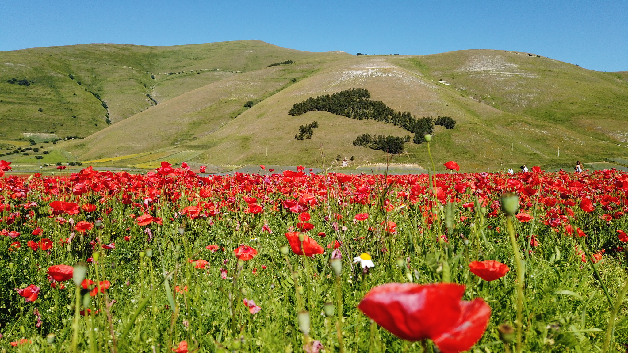 Fioritura Castelluccio: an incredible event in the center of Italy - My, Travels, Italy, Flowers, Wildflowers, The mountains, Umbria, The photo, Landscape, Video, Longpost