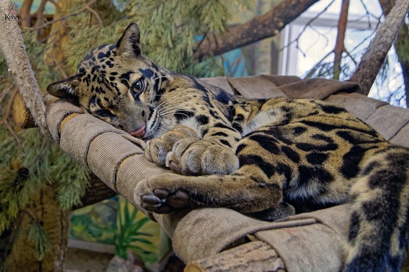 All for convenience) - Hammock, Convenience, Animals, Zoo, Novosibirsk, Longpost, Novosibirsk Zoo, The photo