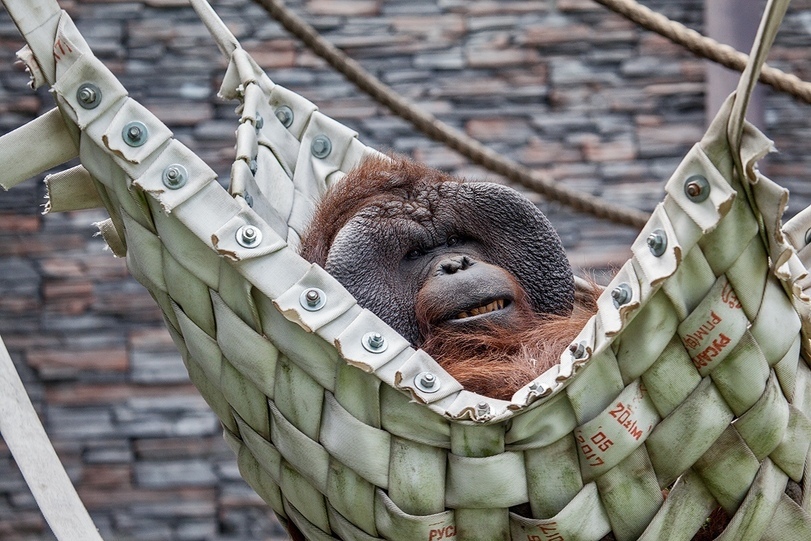 All for convenience) - Hammock, Convenience, Animals, Zoo, Novosibirsk, Longpost, Novosibirsk Zoo, The photo