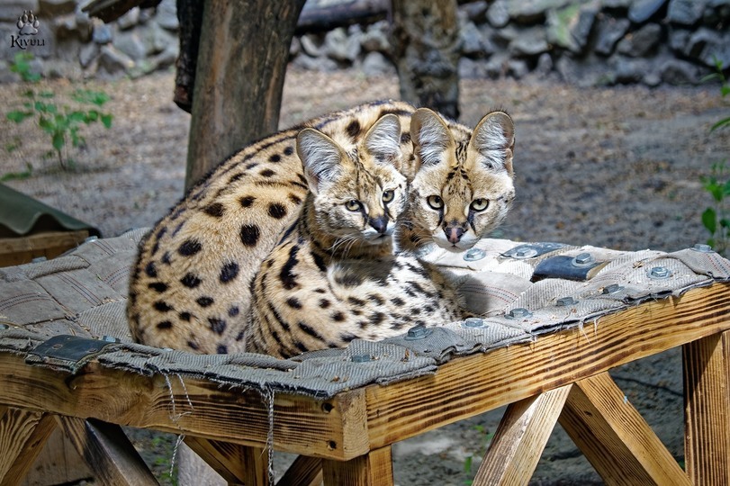 All for convenience) - Hammock, Convenience, Animals, Zoo, Novosibirsk, Longpost, Novosibirsk Zoo, The photo