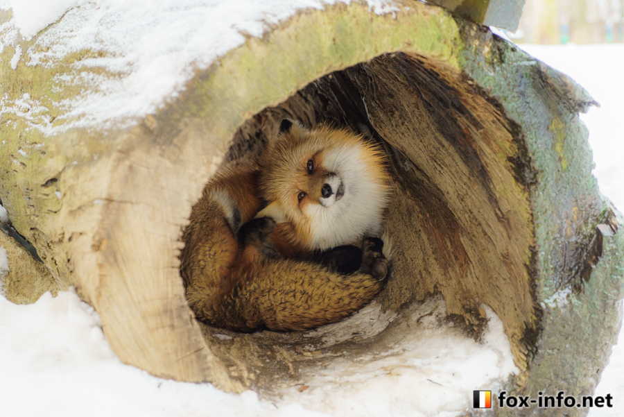 Personal apartments - Fox, Animals, Wild animals, The photo, Fox Village, Ognevka