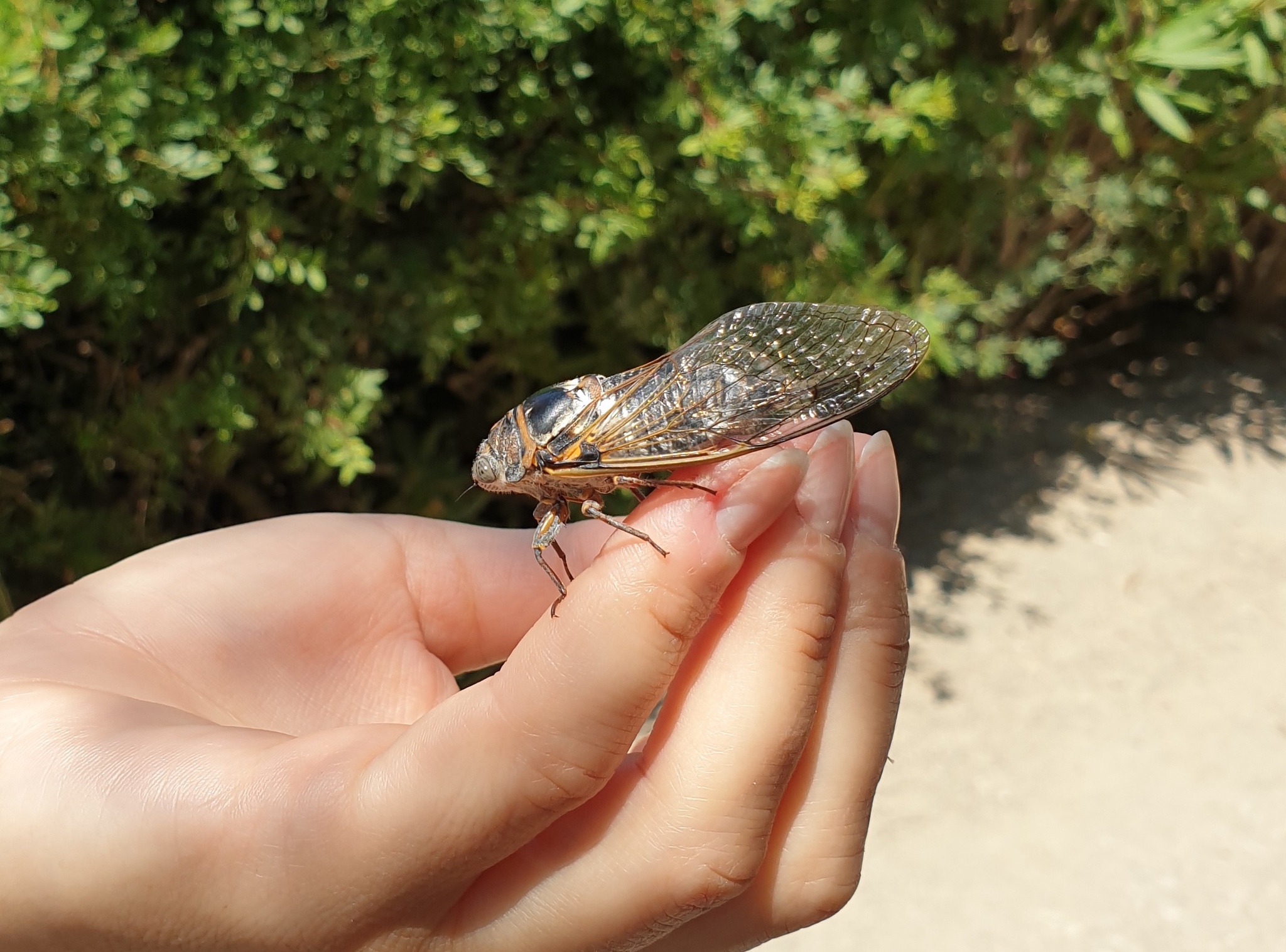 There are a lot of cicadas this year - My, Insects, Nature, Unusual, Cicada, Hand, The photo