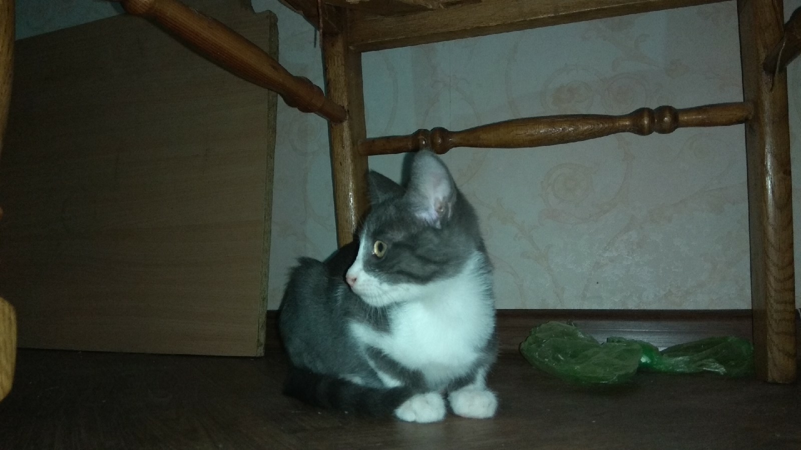 Kittens are looking for a family! Crimea, Simferorol - My, Kittens, In good hands, No rating, Pet, Crimea, Simferopol, Pets, Longpost, cat