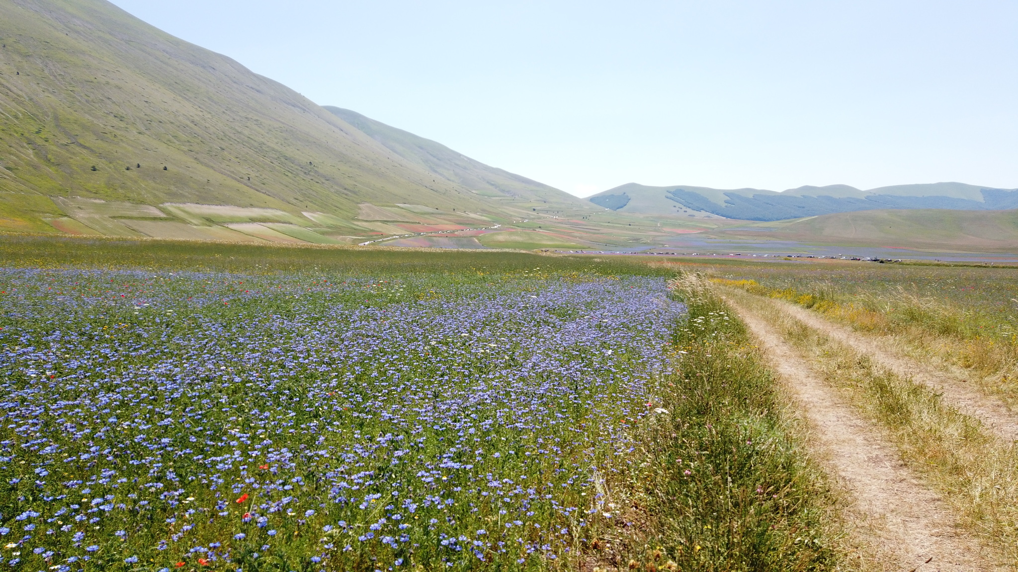 Fioritura Castelluccio: an incredible event in the center of Italy - My, Travels, Italy, Flowers, Wildflowers, The mountains, Umbria, The photo, Landscape, Video, Longpost