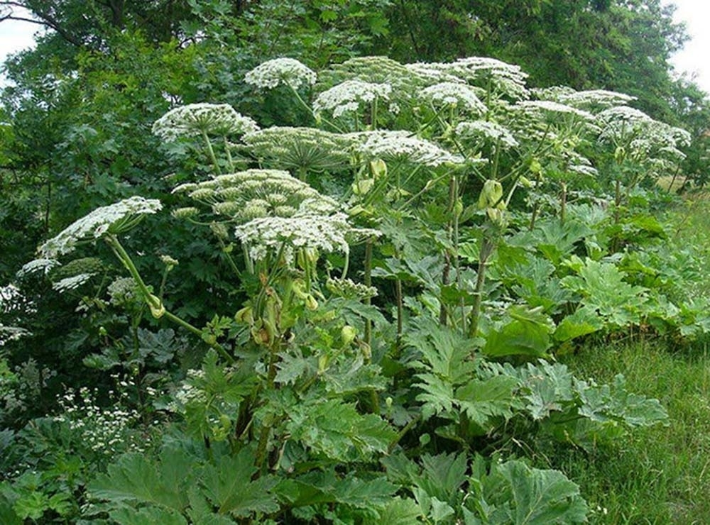 Reply to the post “American (channel) catfish are taking over lakes near St. Petersburg” - My, Hogweed, USA, Humor, Friendship of Peoples, Nothing personal, Reply to post