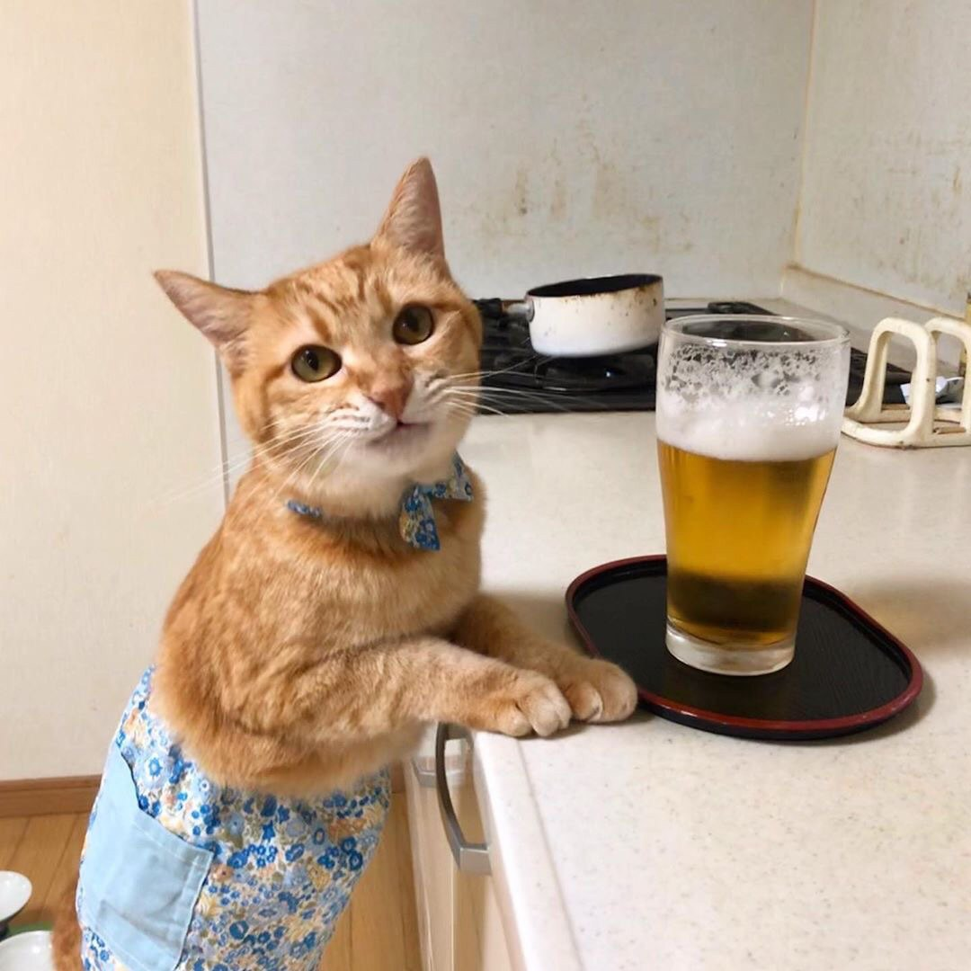 Happy International Beer Day!) - Beer, cat, Friday, International Beer Day