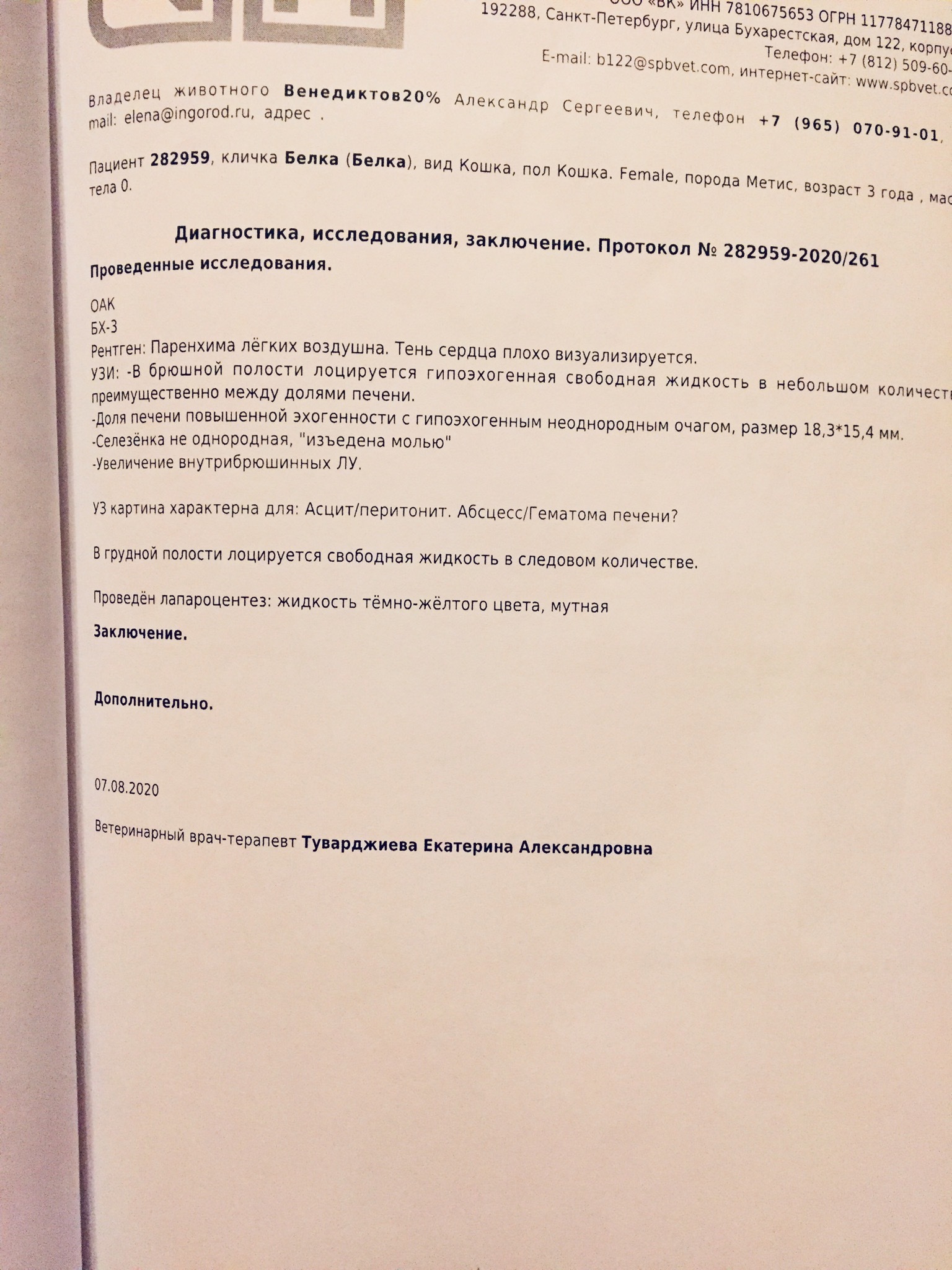 Продолжение поста «Заболела наша Белка, подобранная на улице. Жидкость в  брюшной полости и гематома печени. Завтра вечером будут готовы анализы» |  Пикабу