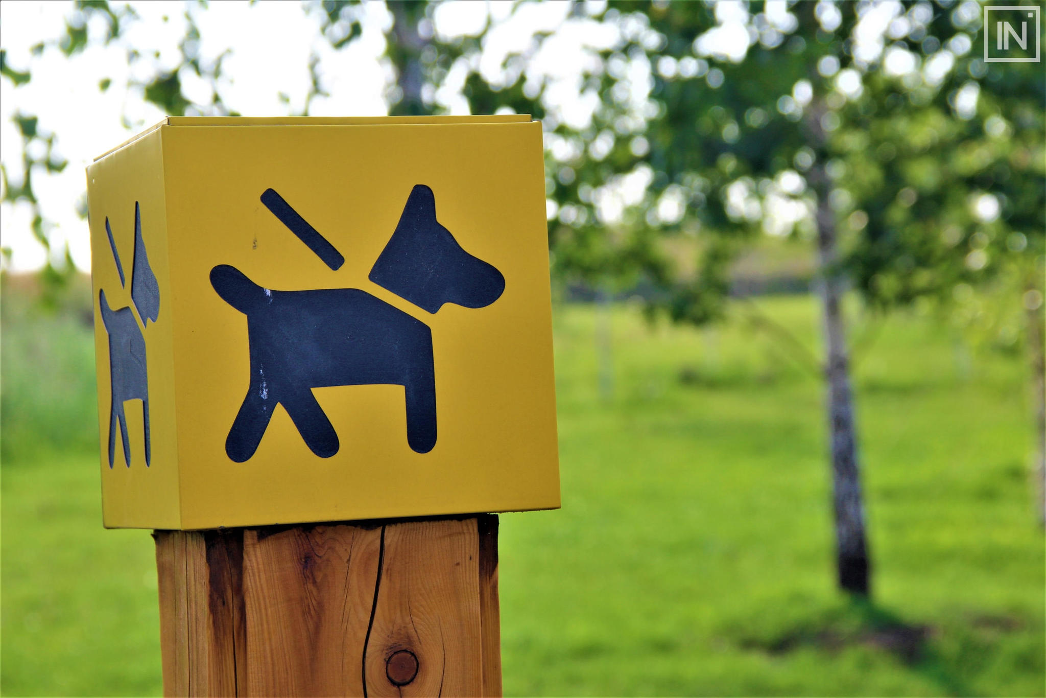 It's time to make a dog walking area in every yard - Yekaterinburg, Experience, The photo, Dog, Animals, Beautification, Longpost