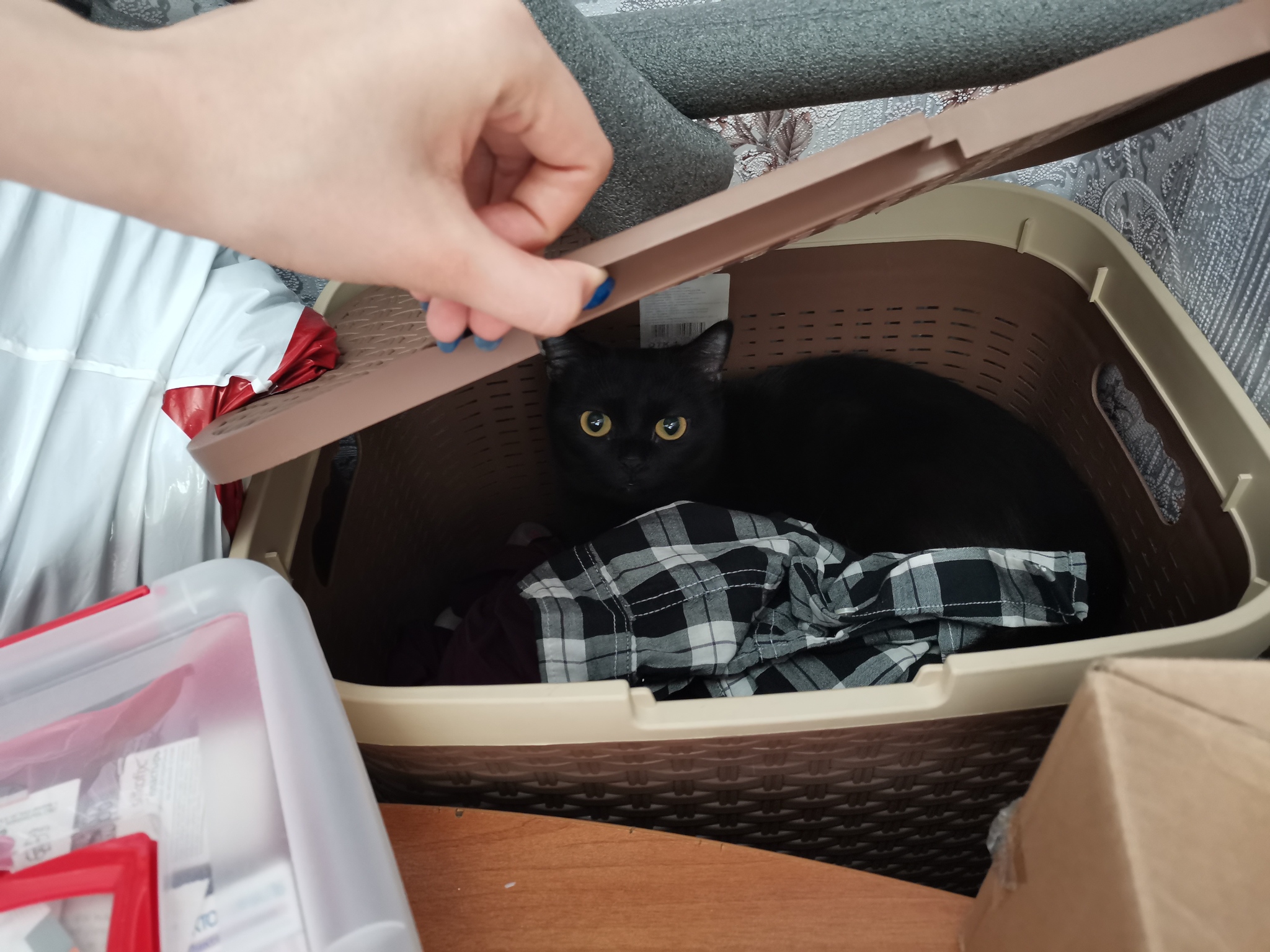 I didn't expect them to find it) - My, Hide and seek, Black cat, cat, Munchkin