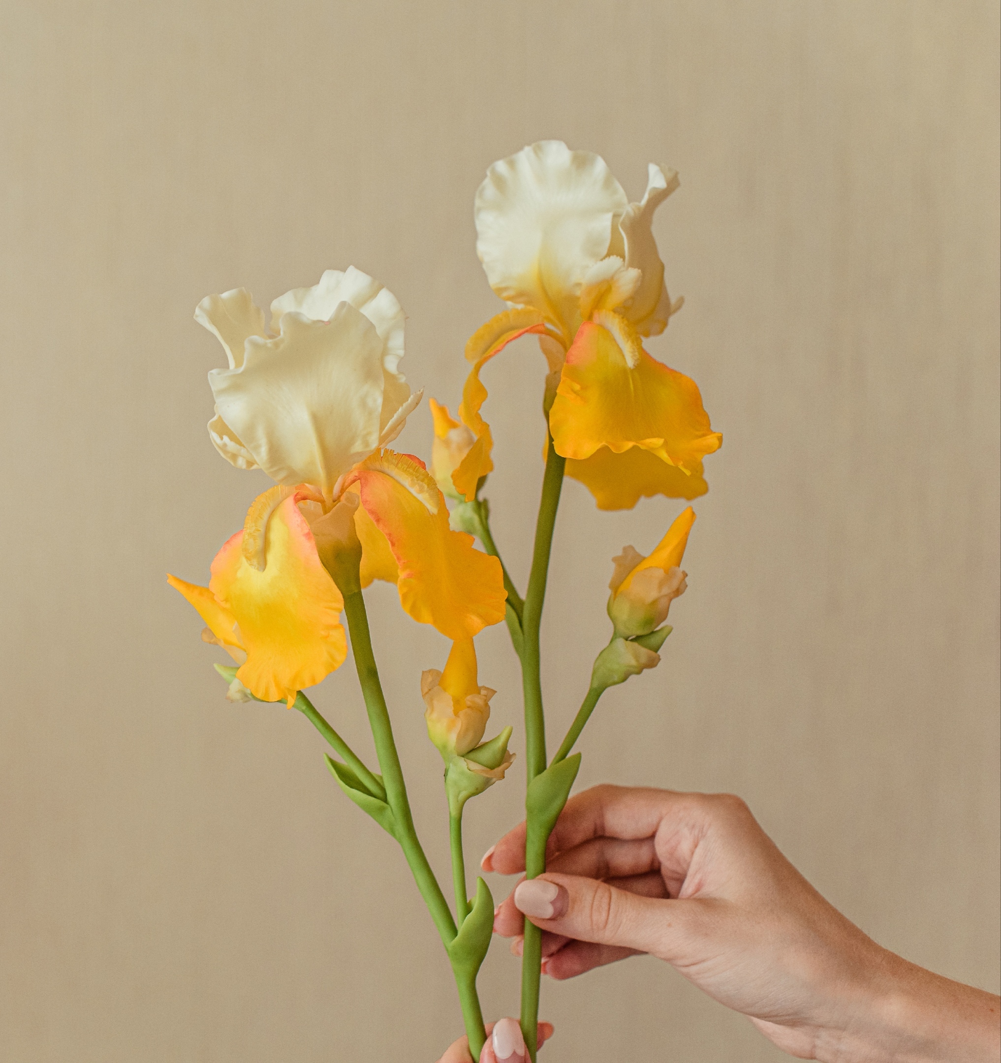 Cold porcelain irises - My, With your own hands, Polymer clay, Needlework without process, Longpost