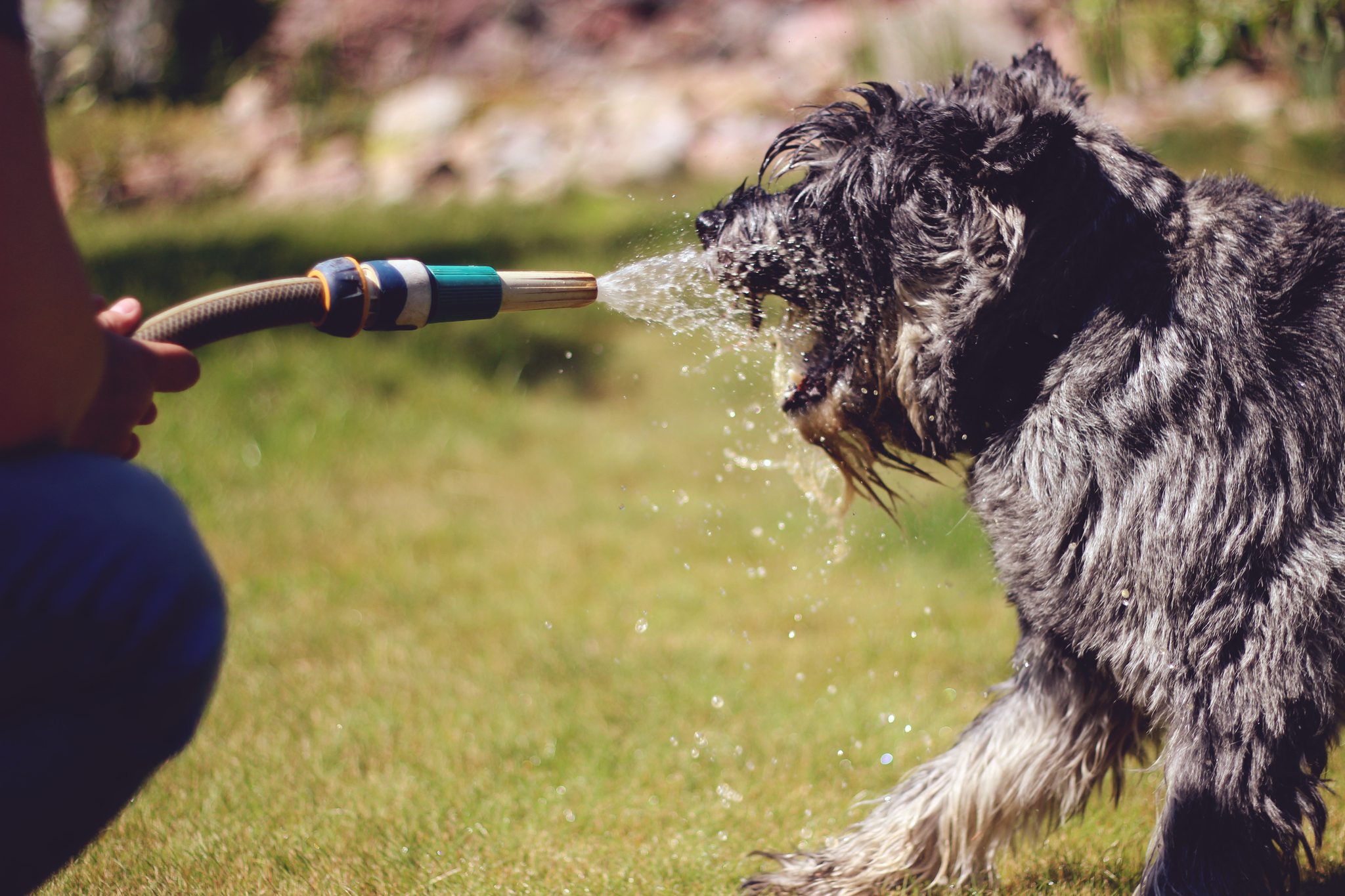 Dog vs gardening tools - My, Dog, Schnauzers, Standard Schnauzer, Water, Dacha, Shaggy, Pet, Pets