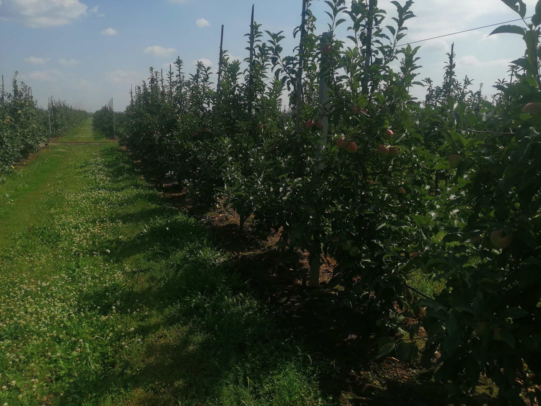 Orchards, apples, photos - Сельское хозяйство, Progressive crop production, Garden, Apple tree, Apples, Saplings, Longpost