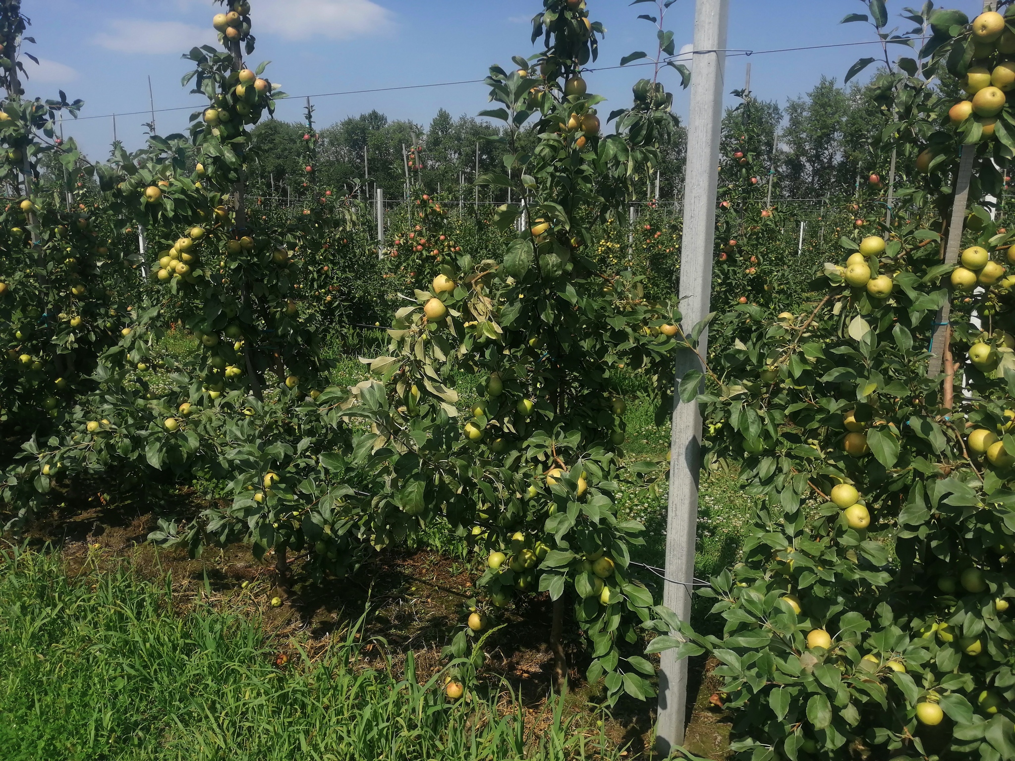 Orchards, apples, photos - Сельское хозяйство, Progressive crop production, Garden, Apple tree, Apples, Saplings, Longpost