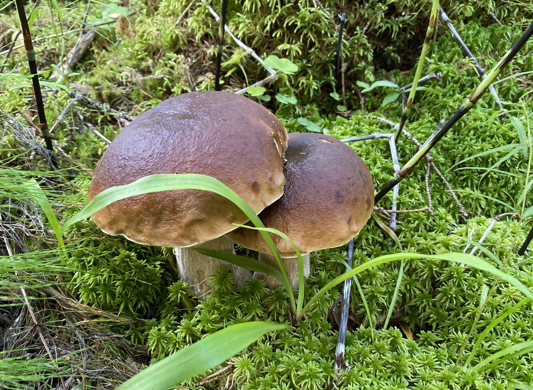 Silent hunt - My, Silent hunt, Mushrooms, Forest, Longpost