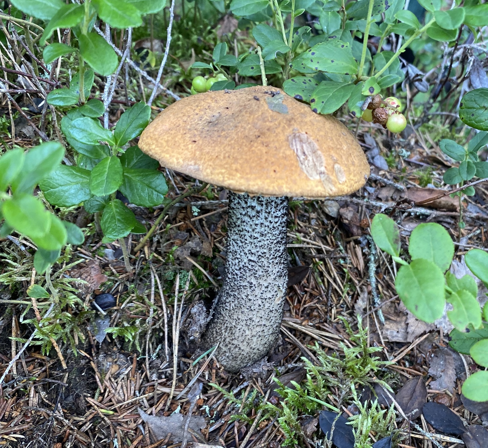 Silent hunt - My, Silent hunt, Mushrooms, Forest, Longpost