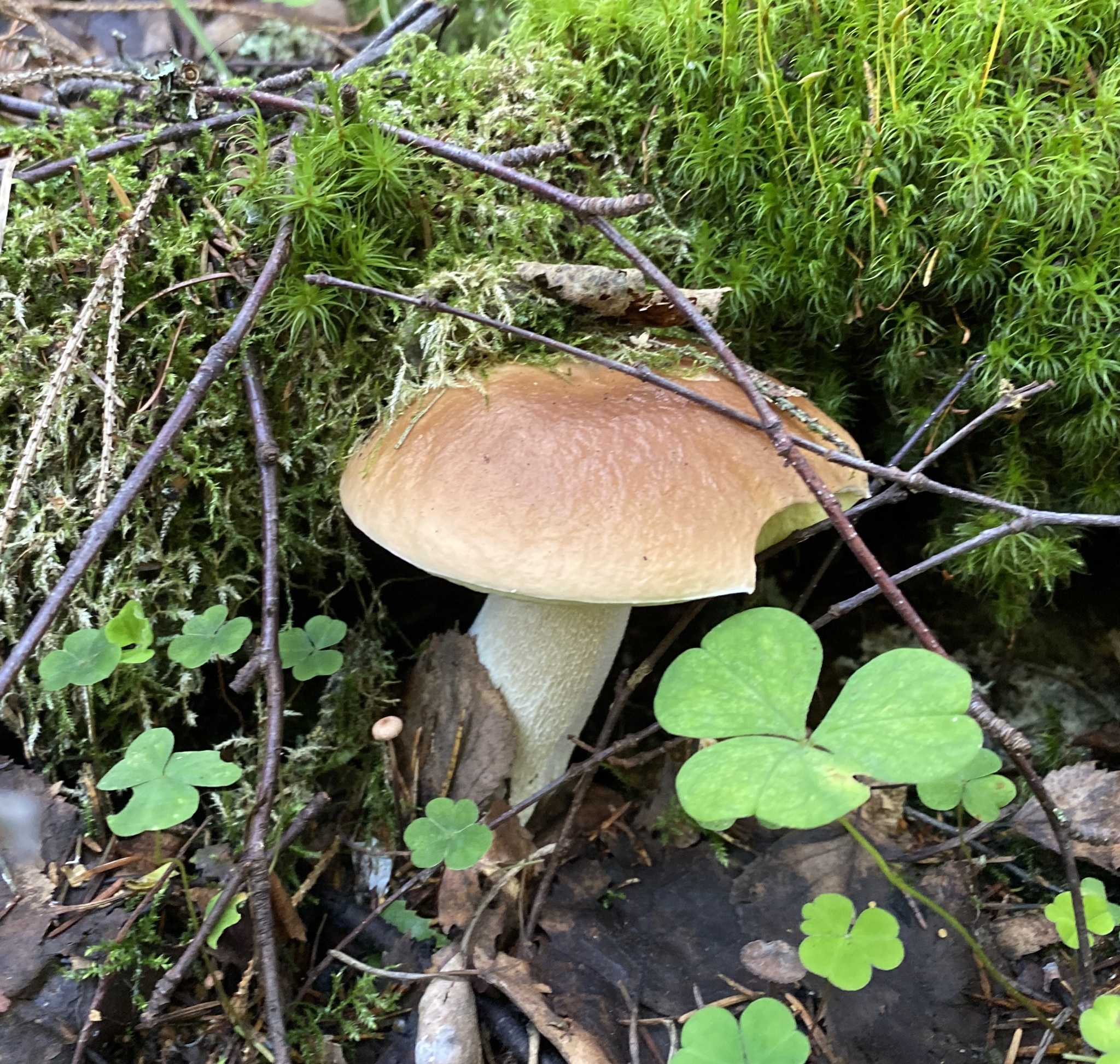 Silent hunt - My, Silent hunt, Mushrooms, Forest, Longpost