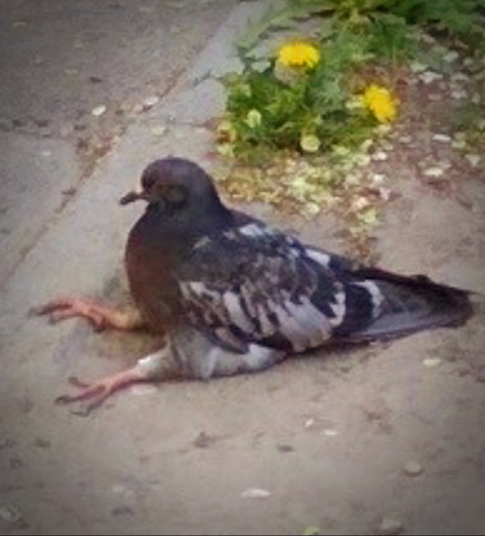 Is it okay if I “don’t mange pas sis jour”? - Pigeon, Let's sit, Boredom