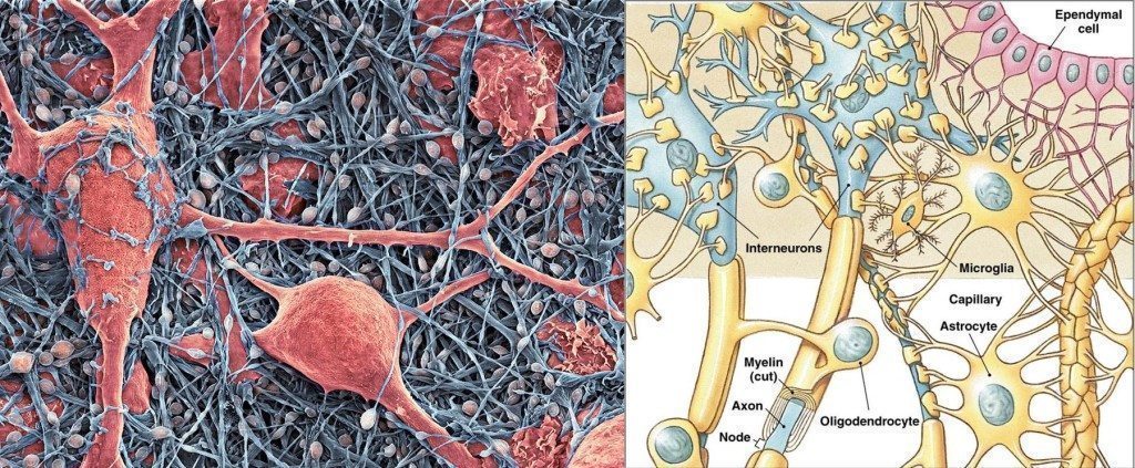 Does the human brain work at 10% capacity? Is the myth still alive? - My, Brain, Myths, Longpost, Indignation, GIF, Biology