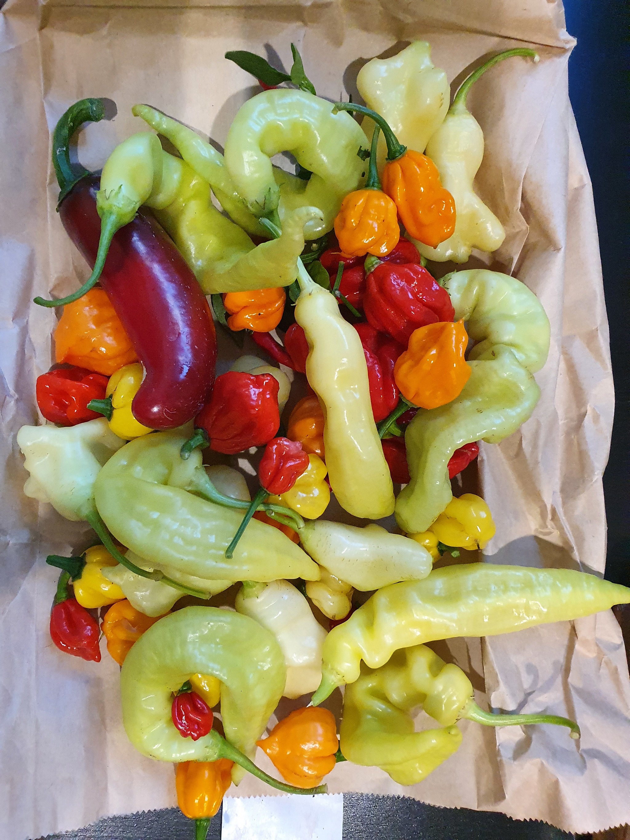 Today's harvest - My, Garden, Hot peppers, Capsaicin