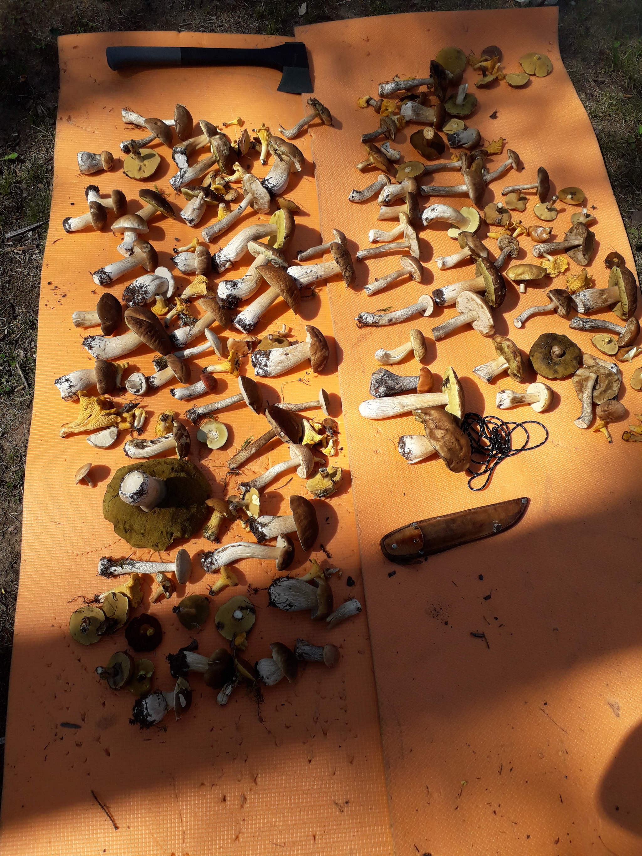 Mushrooms attack - My, Mushrooms, Forest, Tent, Leningrad region, Longpost, Silent hunt