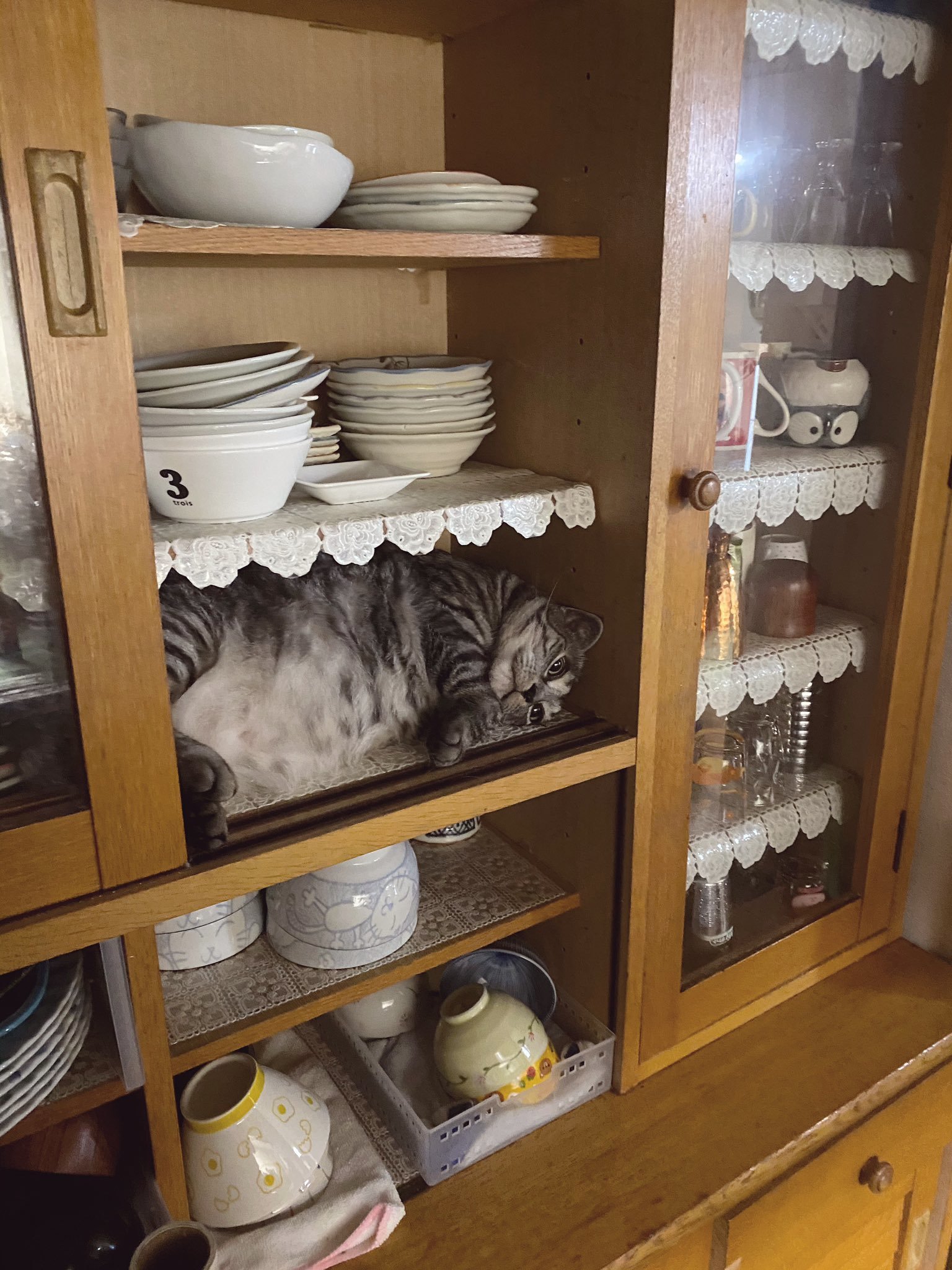 Another cutlery - The photo, cat, Tableware, Longpost