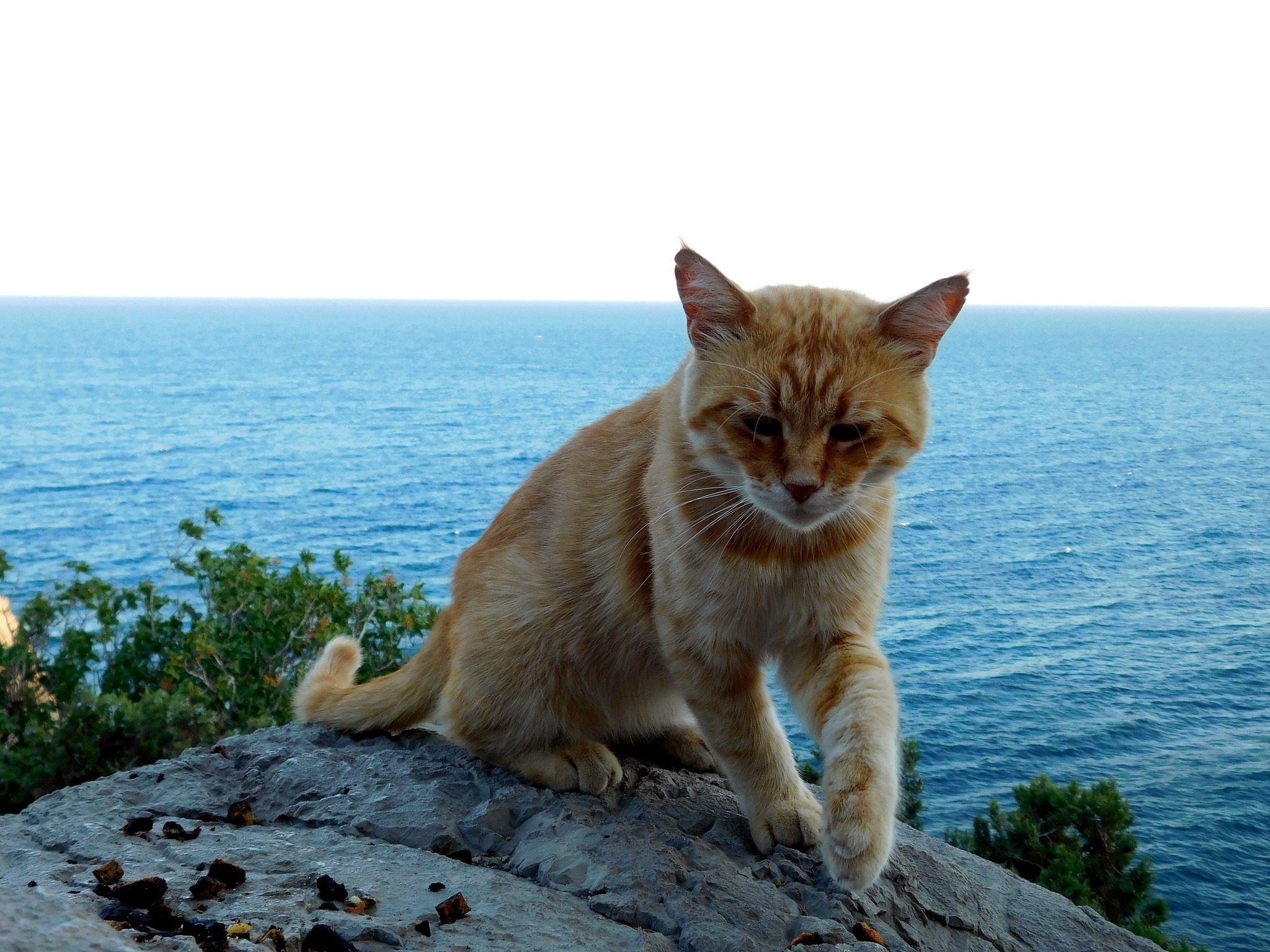 черноморский кот. черноморский скат хвостокол. скат черноморский. скат-хвостокол морской кот. котики в крыму.