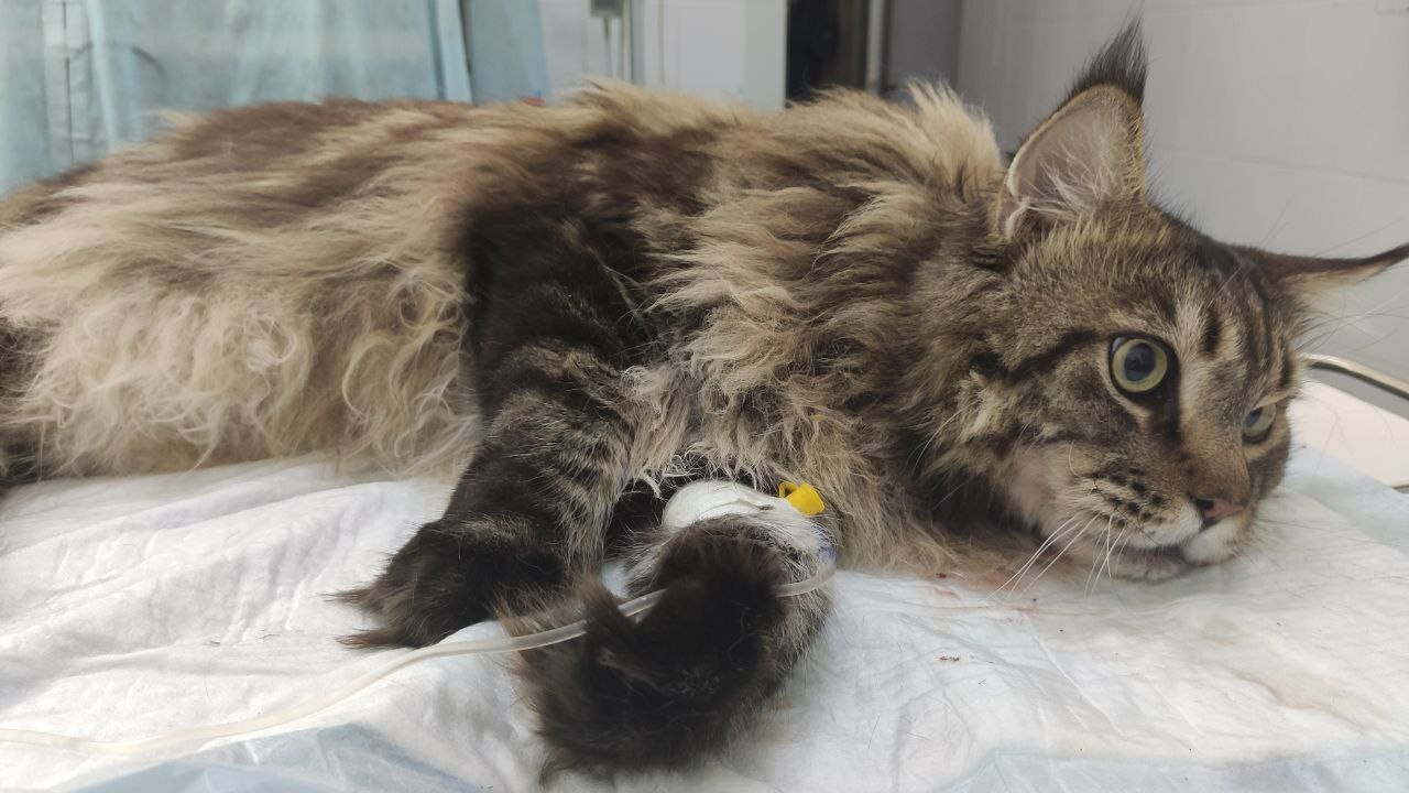 The cat is sick - My, Maine Coon, Operation, Longpost, cat