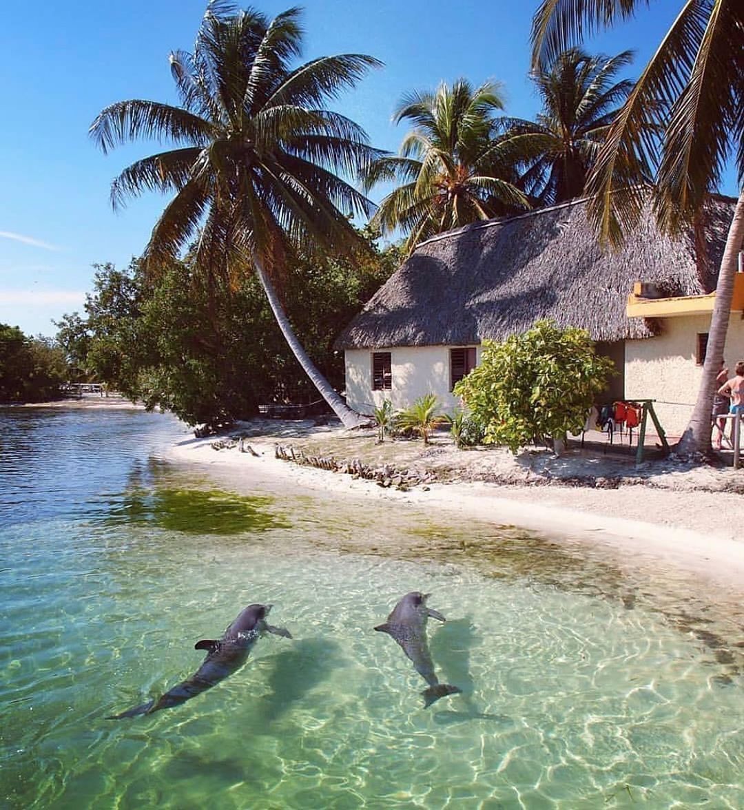 Idyll - Beach, Palm trees, Cuba, Dolphin