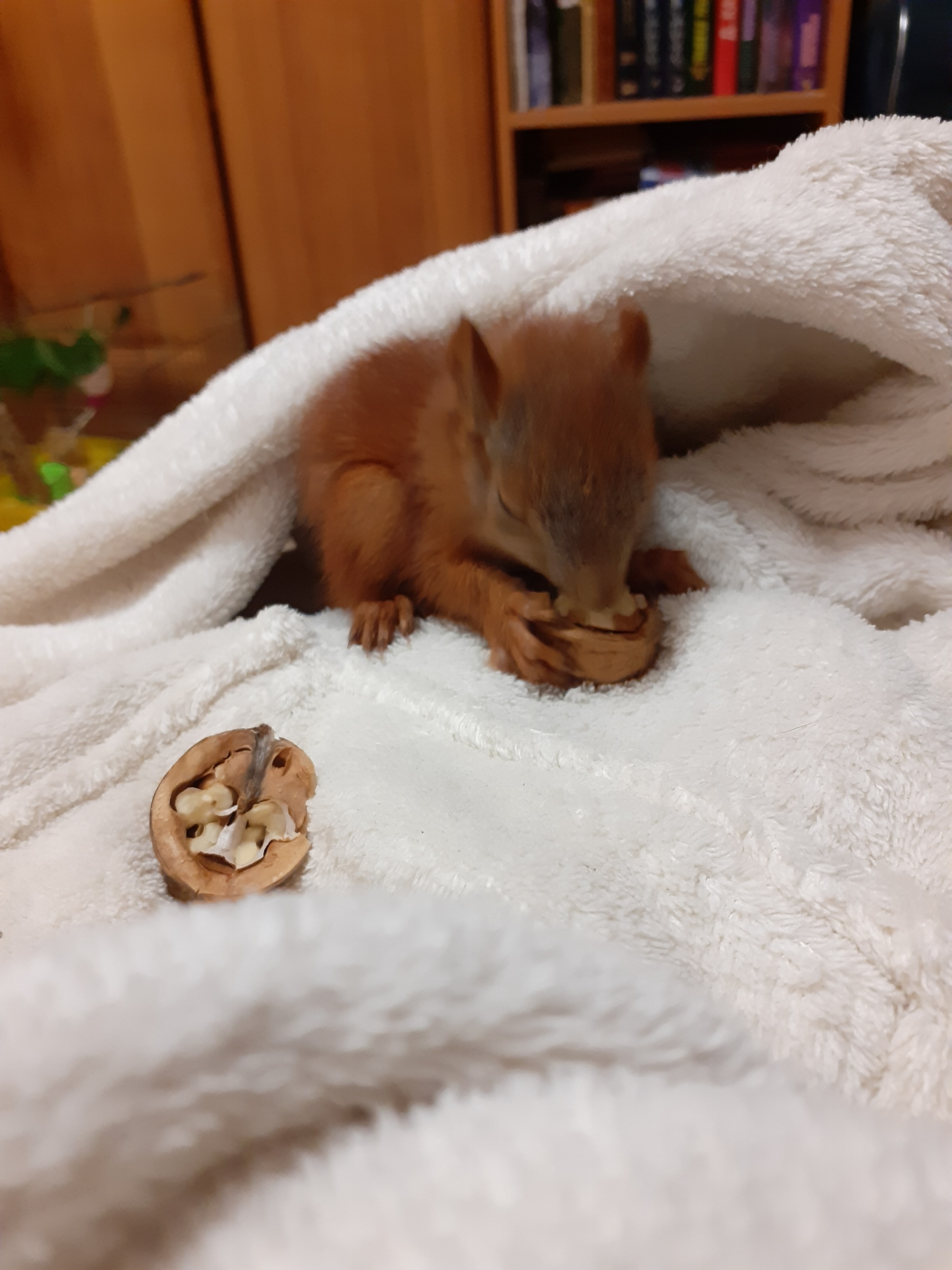 Diet of the squirrel Bulka :) - My, Squirrel, Pet, Food, Animals, Pets, Tail, Milota, Video, Longpost