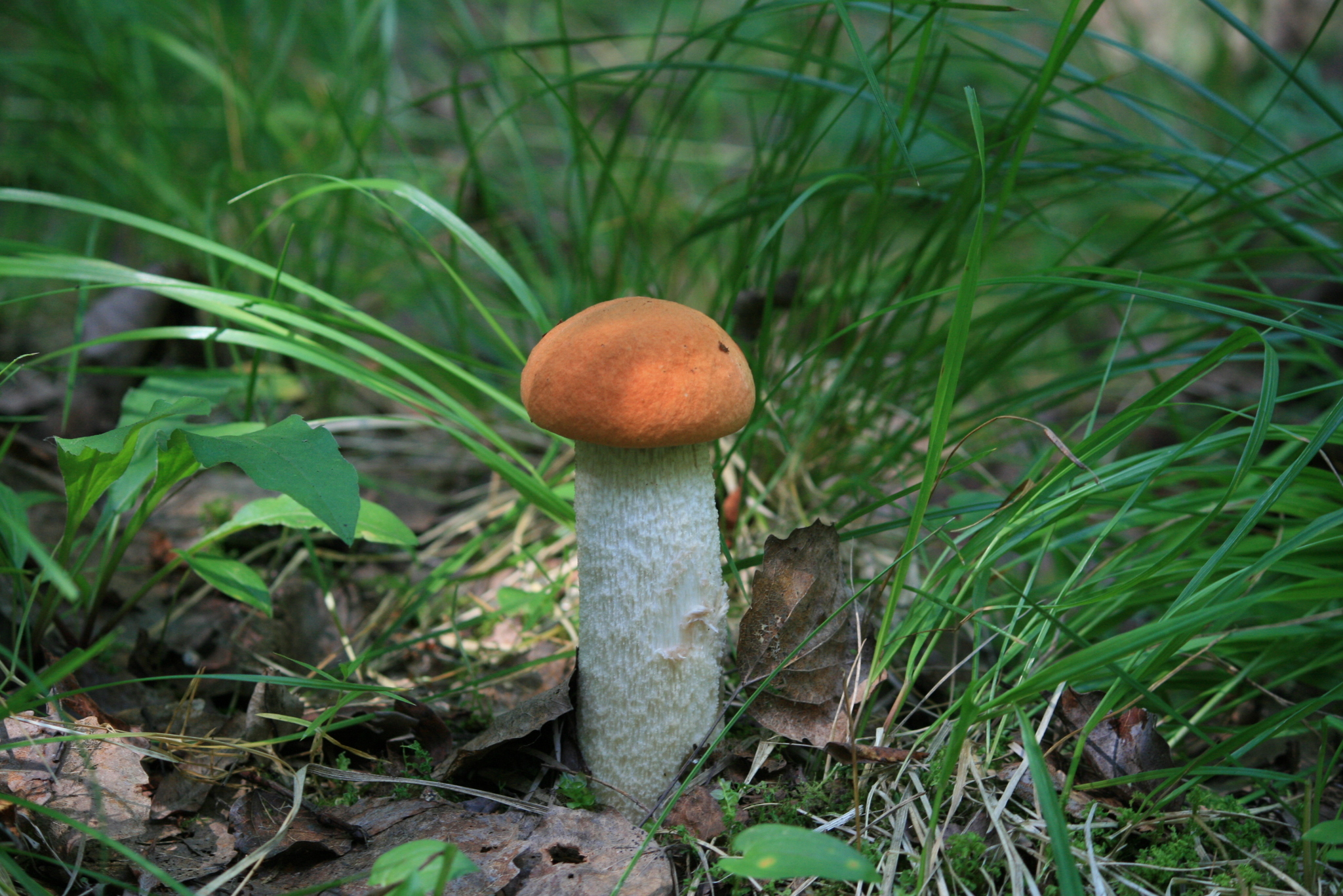 Vasily Ivanovich! Whites in the forest! - My, Leningrad region, Forest, Silent hunt, Mushrooms, Longpost