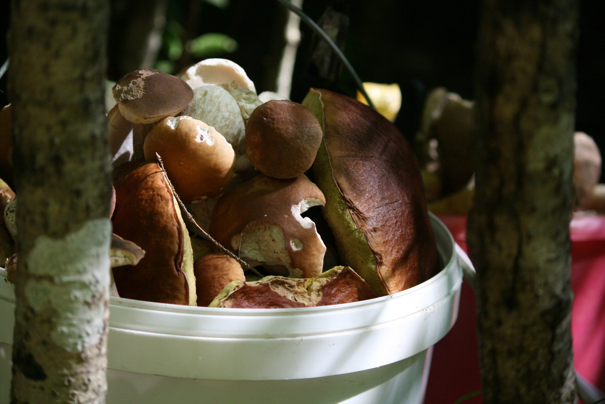 Vasily Ivanovich! Whites in the forest! - My, Leningrad region, Forest, Silent hunt, Mushrooms, Longpost