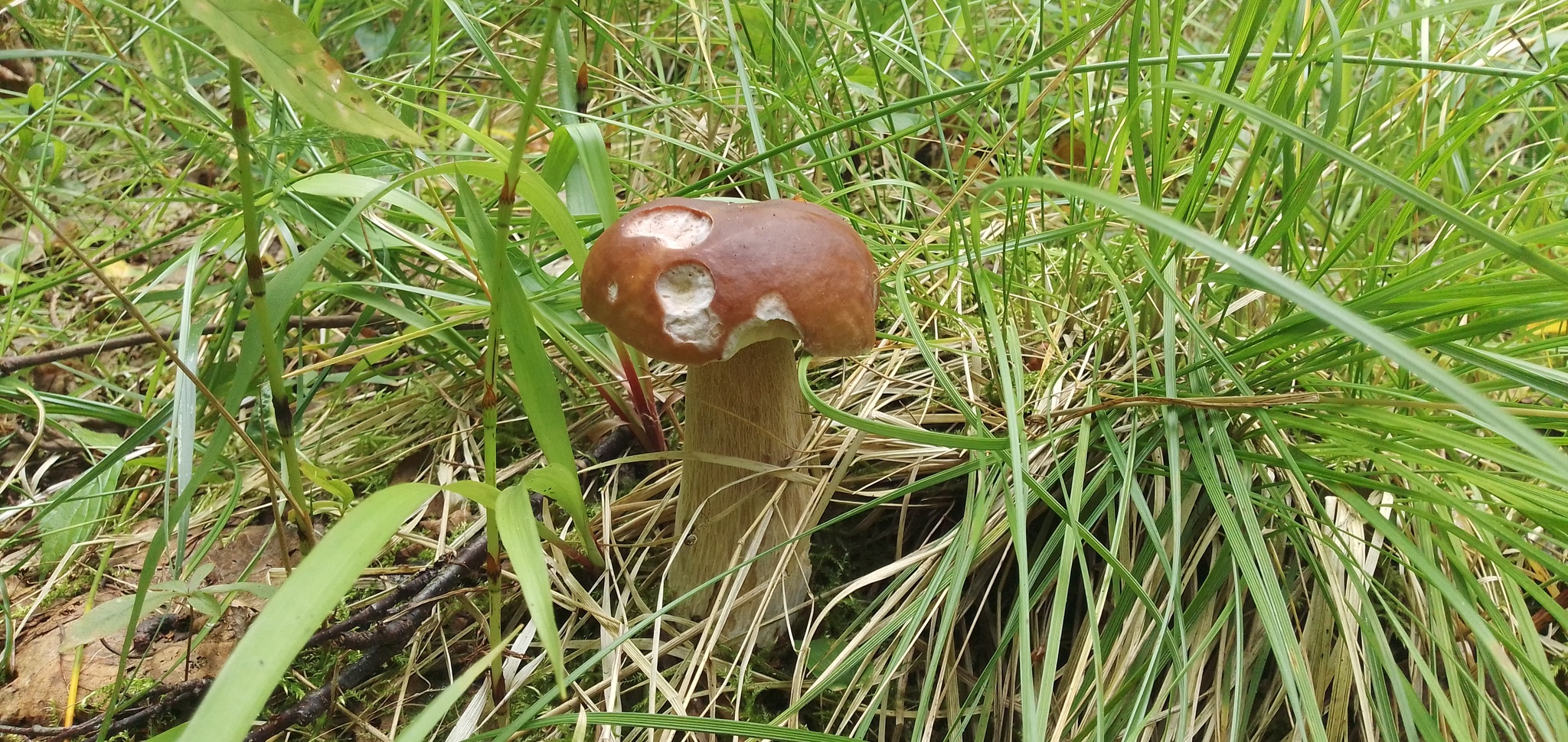 Vasily Ivanovich! Whites in the forest! - My, Leningrad region, Forest, Silent hunt, Mushrooms, Longpost