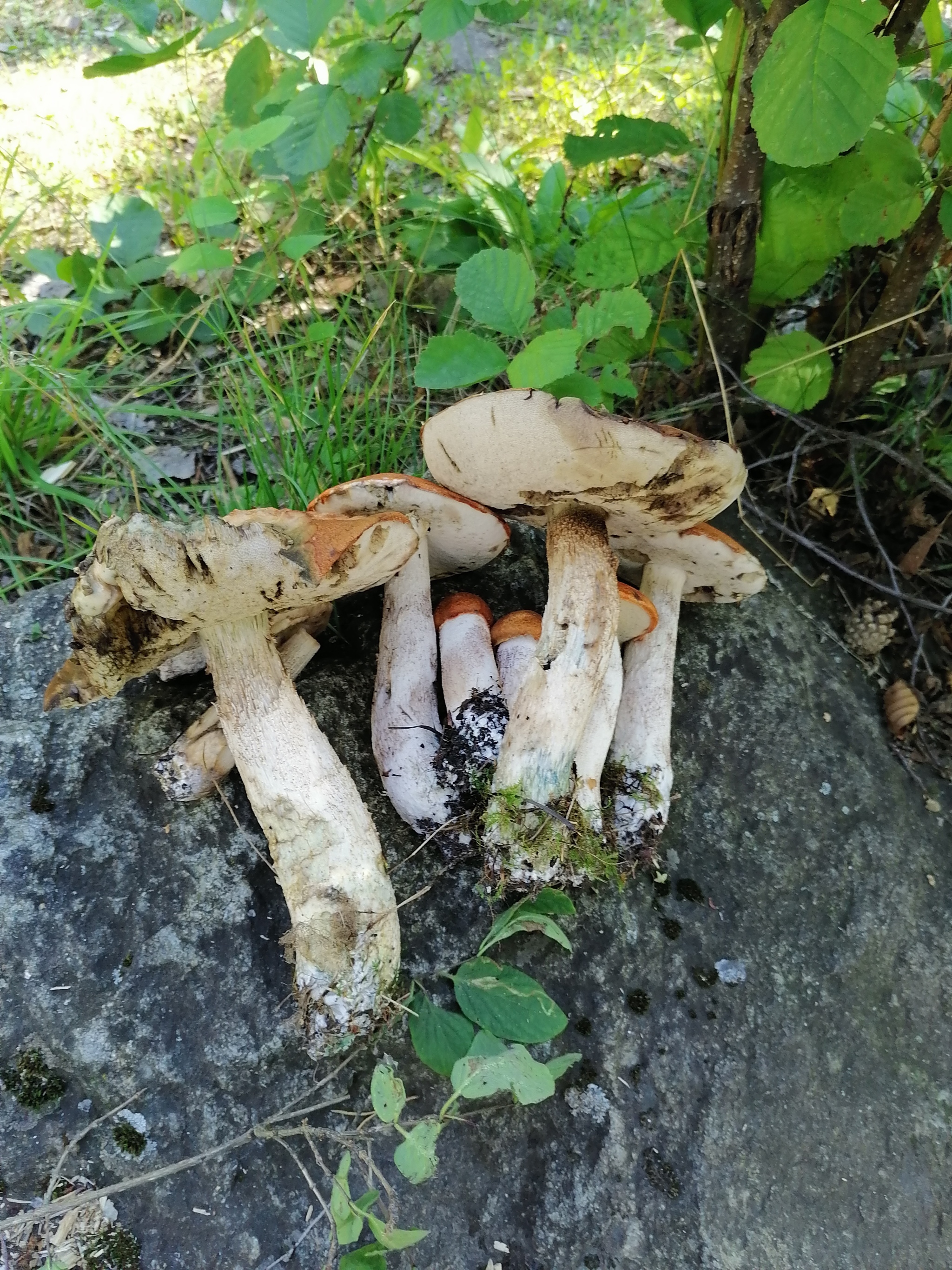 Lake Vuoksa - My, Leningrad region, Lake Vuoksi, Mushrooms, Longpost, The photo