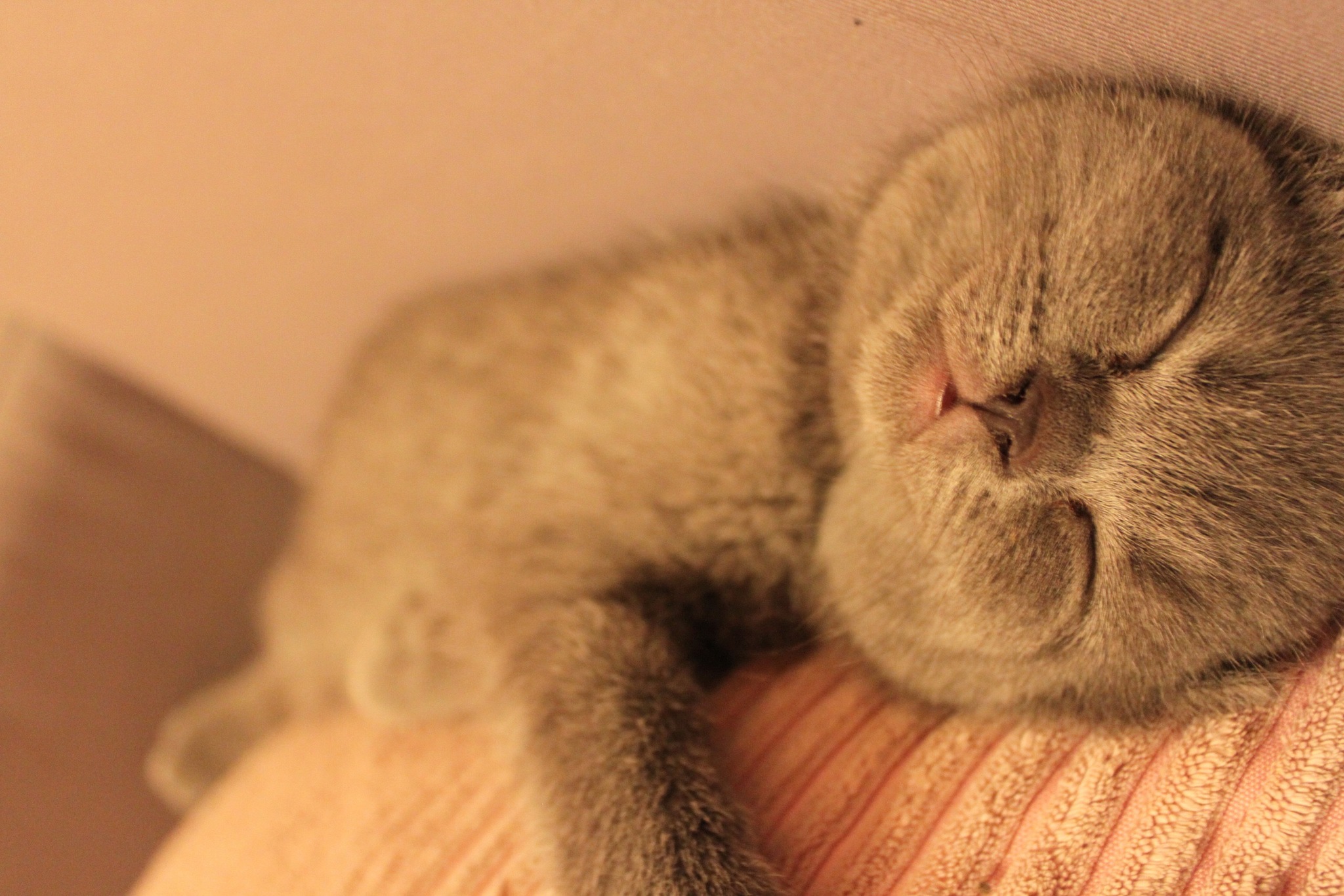 A bundle of love, a sausage of happiness! - My, Kittens, cat, British Shorthair, Milota