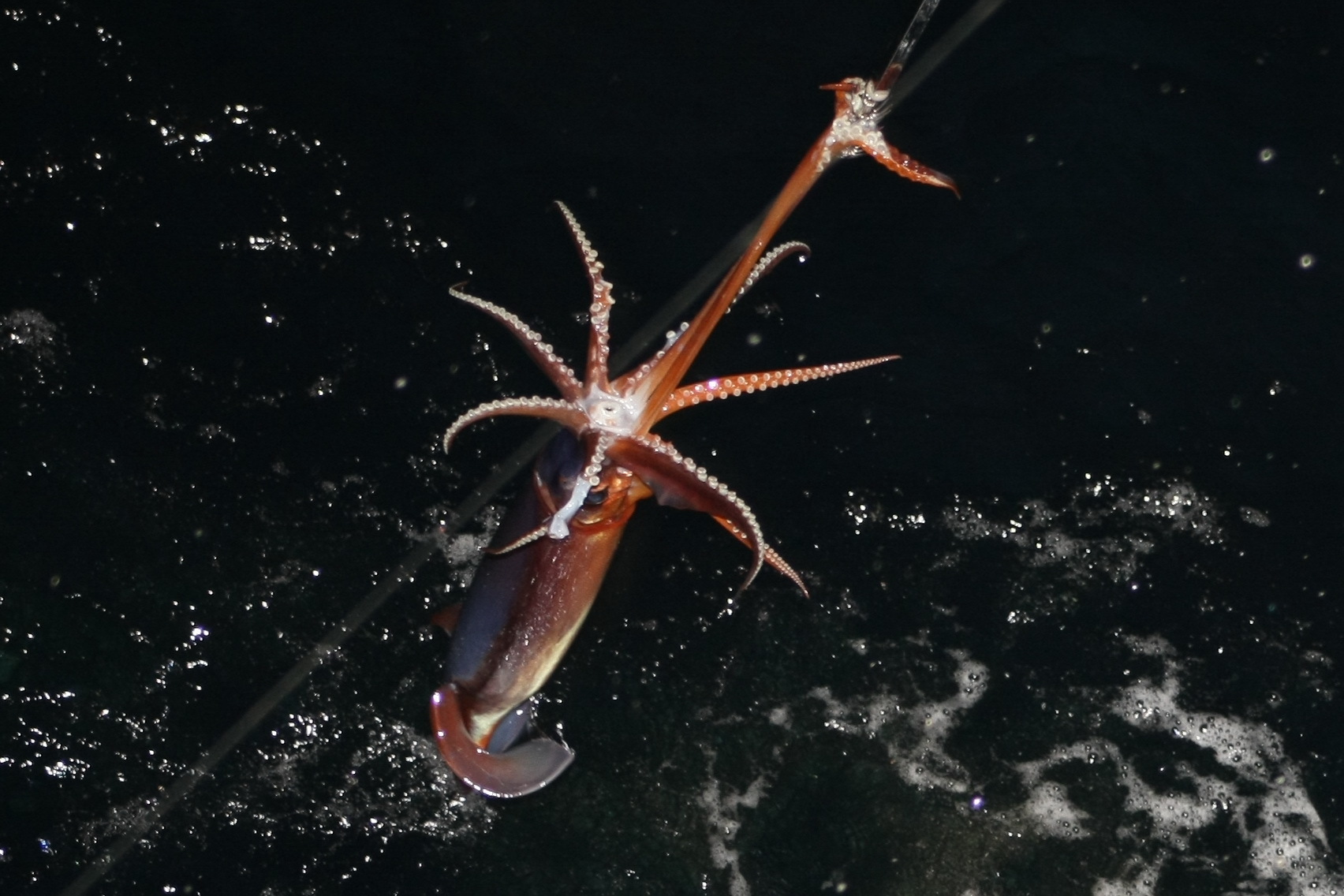 Sea locust. Continuation - My, Work at sea, Fishermen, Squid, Longpost, The photo