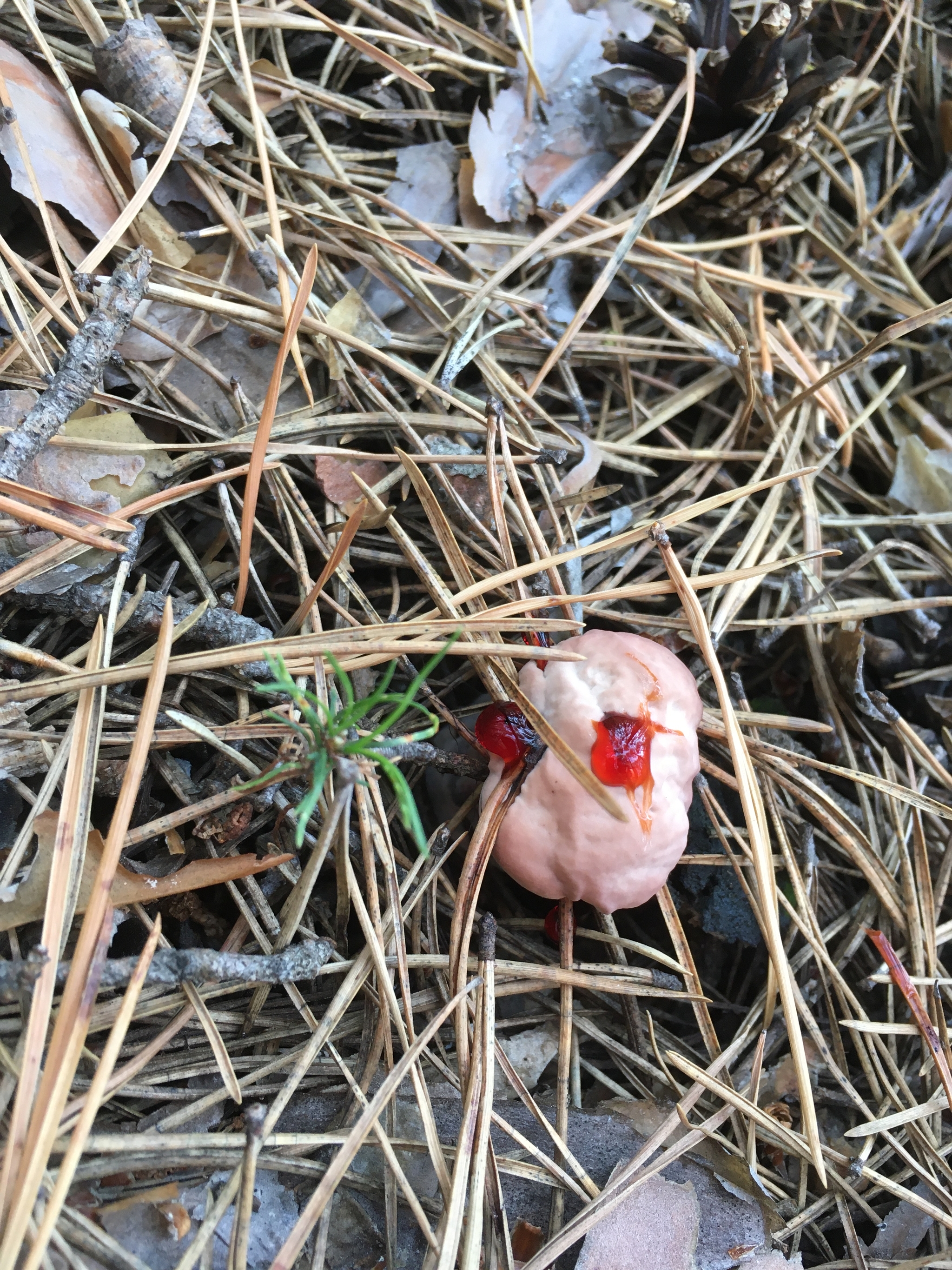 What kind of mushroom? - My, Mushrooms, Karakan forest, Novosibirsk, Longpost