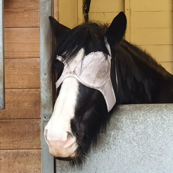 This bra device protects the horse's sore eye while allowing it to see to others. - Horses, Bra, Reddit, Eyes, Homemade, Eye patch