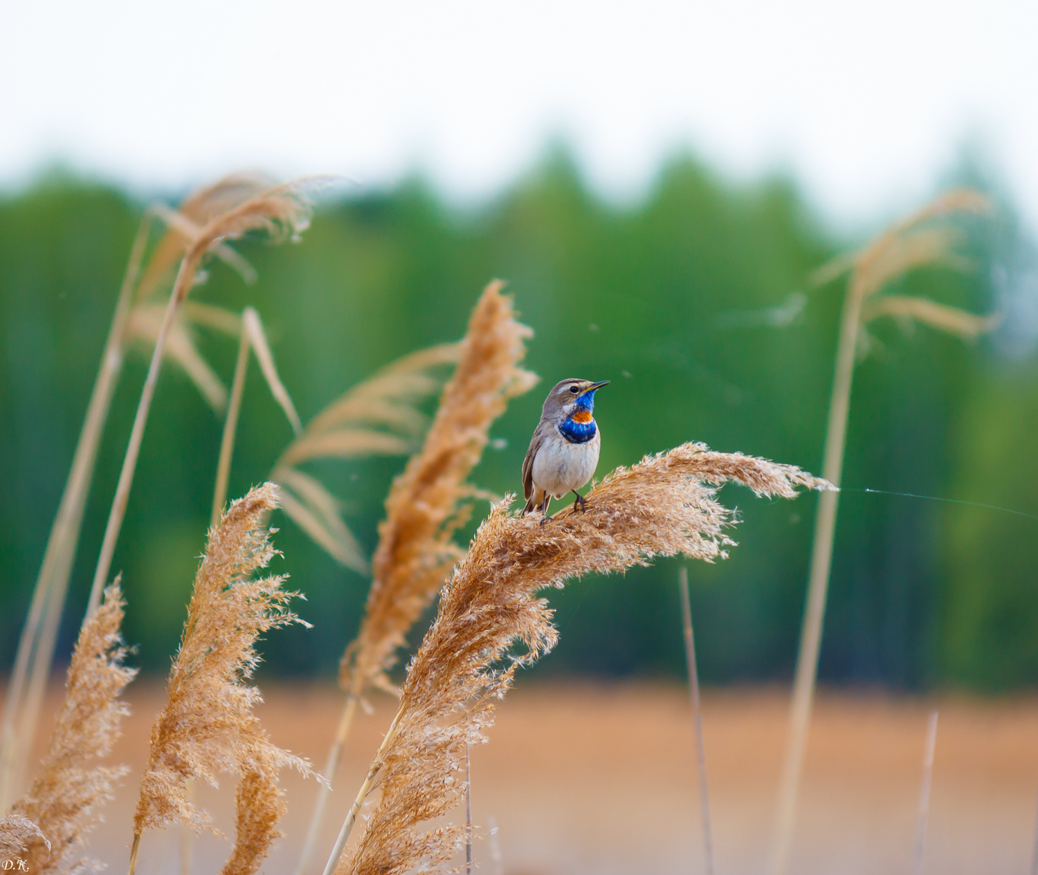 Bluethroat - My, The photo, Amateur photographer, Photo hunting