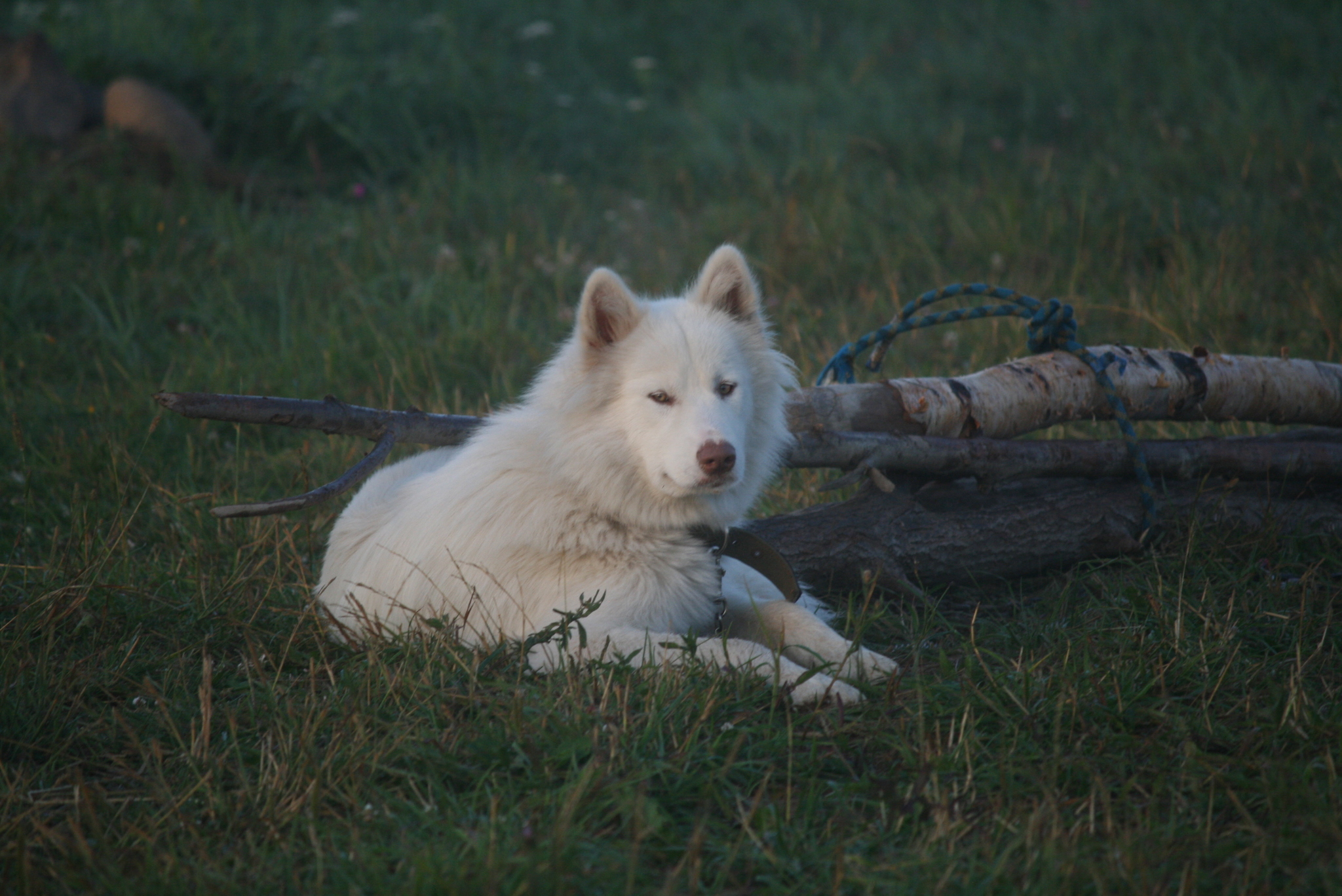 Dawn Dog - My, Dog, Alaskan Malamute, Village, dawn, Morning, Longpost