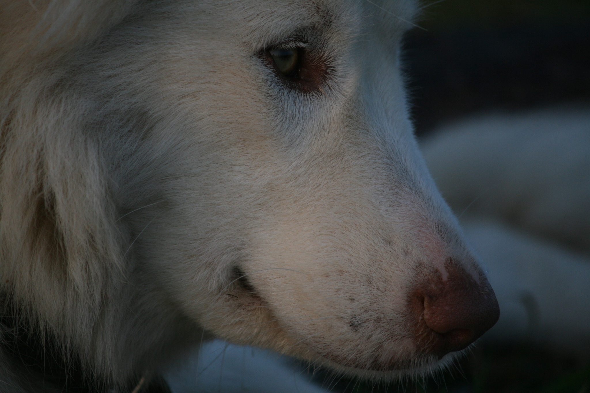 Dawn Dog - My, Dog, Alaskan Malamute, Village, dawn, Morning, Longpost