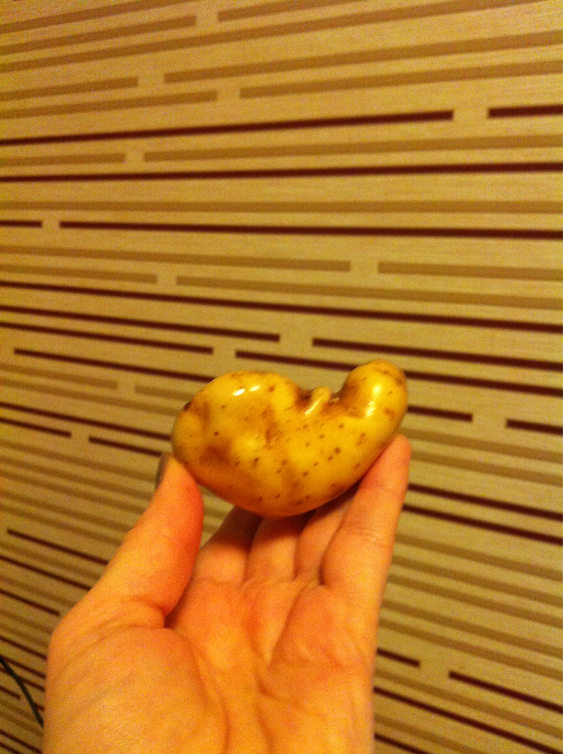 Poteito-Potato or simply potato variations about one potato family - My, Potato, Potatoes of Love, Harvest, Merry harvest, Where the babies come from, Parents, Gardening, Longpost