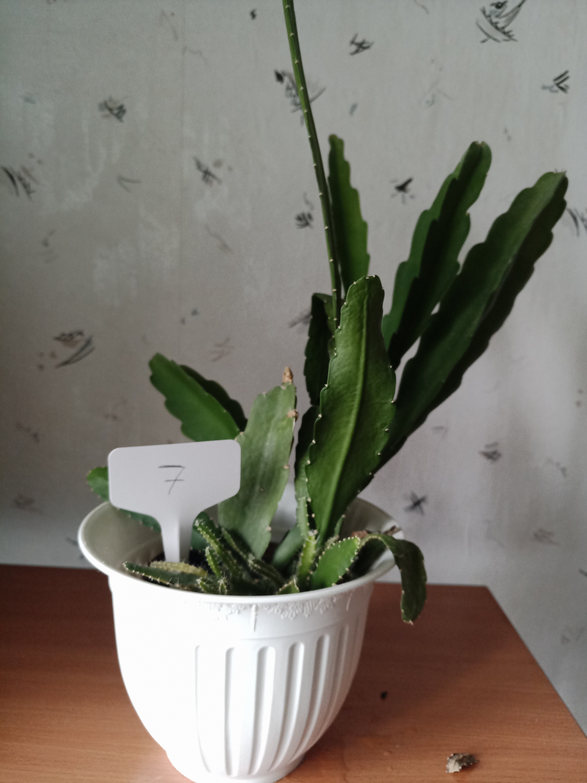 Flowers need new owners, and I need answers to questions. St. Petersburg - My, Flowers, In good hands, Houseplants, Saint Petersburg, Longpost, No rating, Is free, Plants