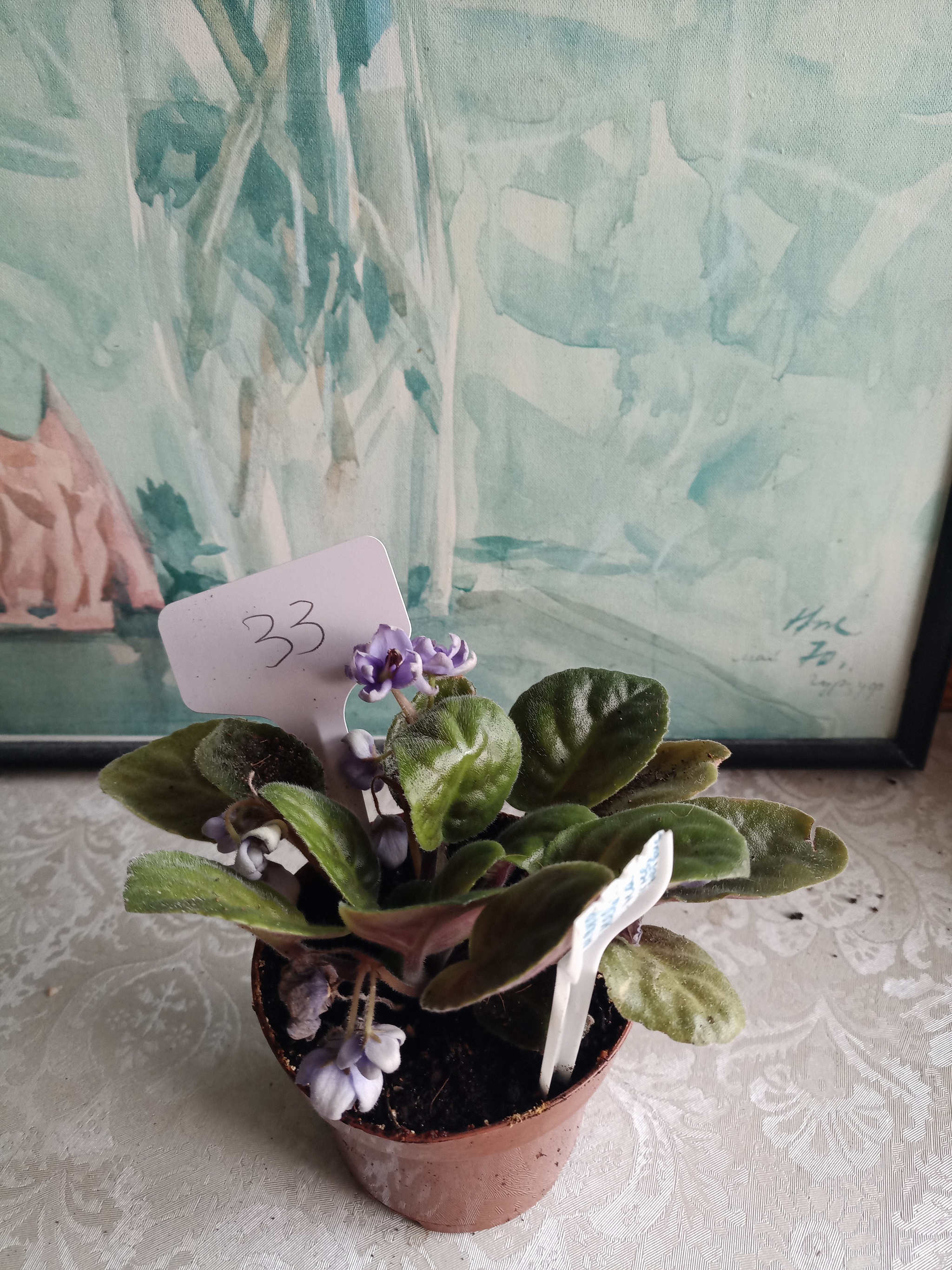 Flowers need new owners, and I need answers to questions. St. Petersburg - My, Flowers, In good hands, Houseplants, Saint Petersburg, Longpost, No rating, Is free, Plants